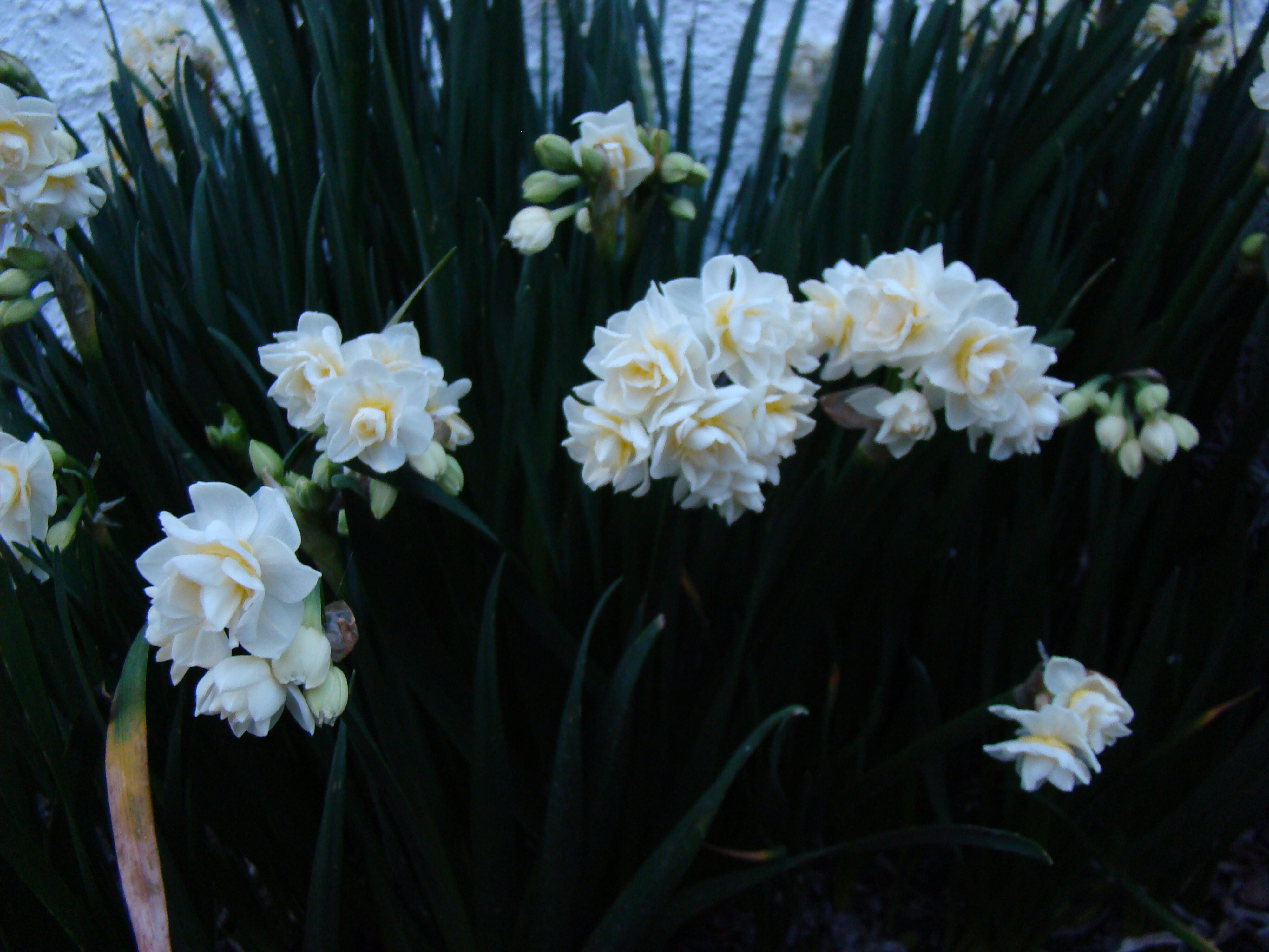Narcissus Early Cheer