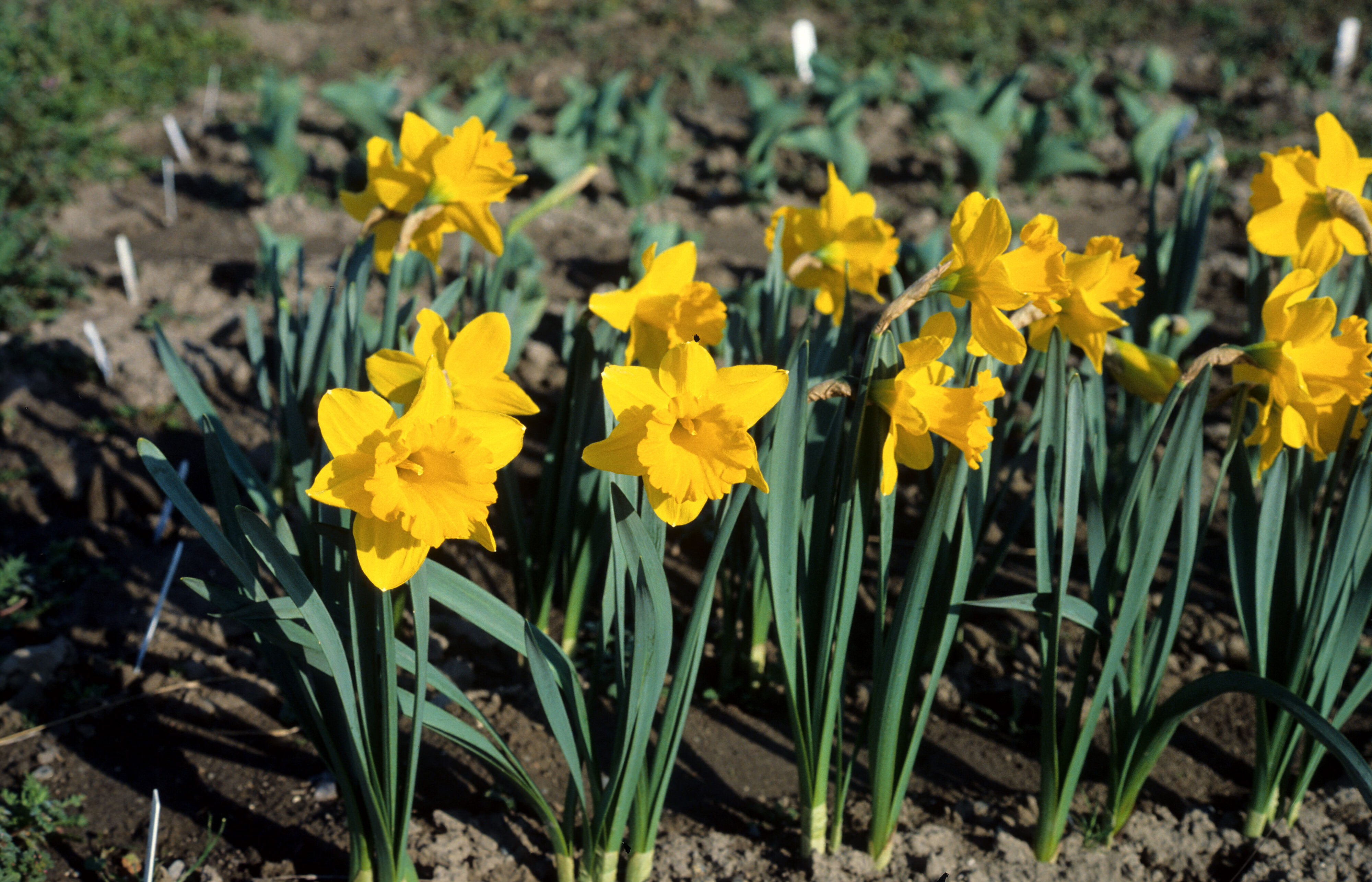 Narcissus Unsurpassable