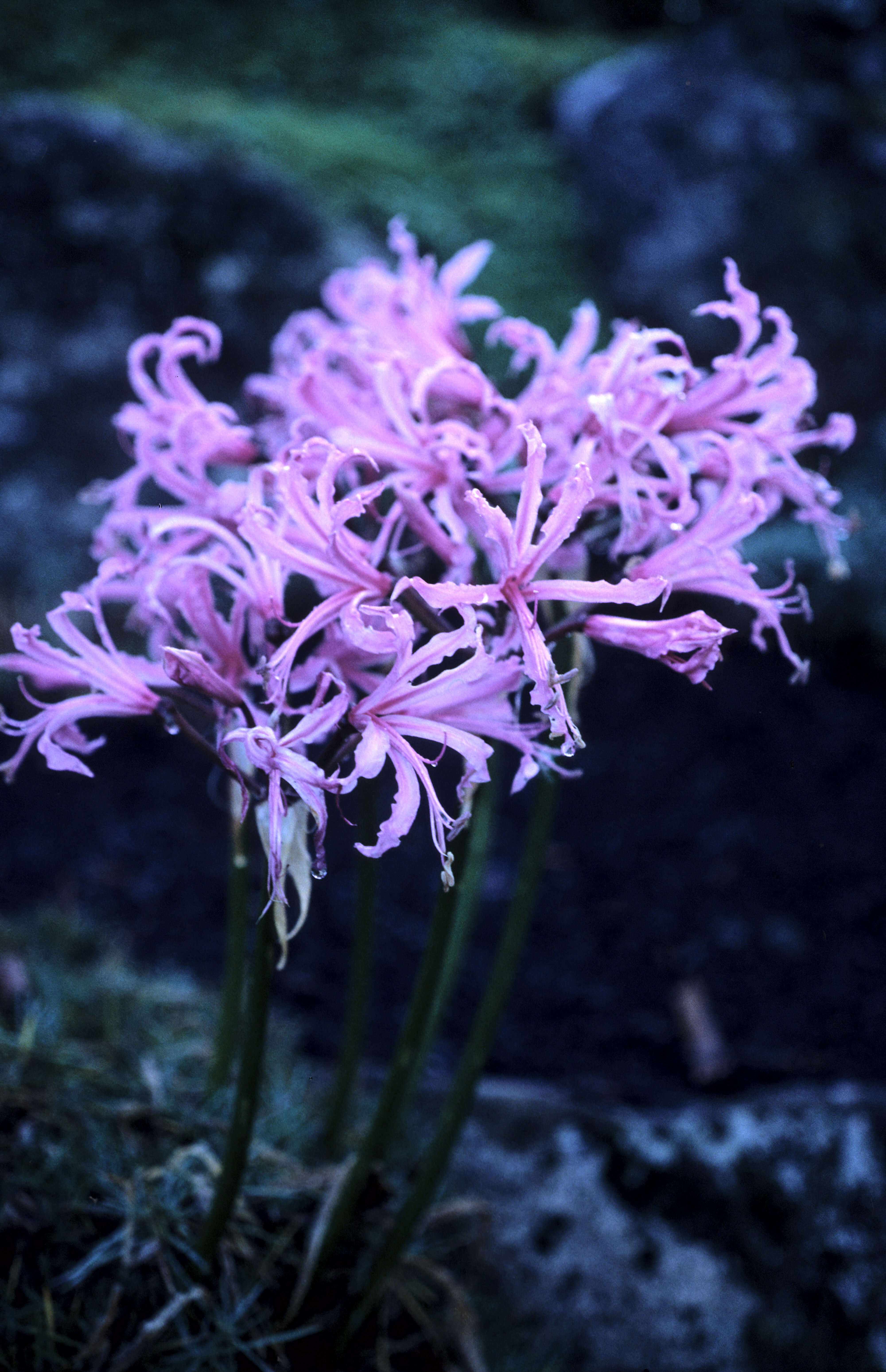 Nerine bowdenii