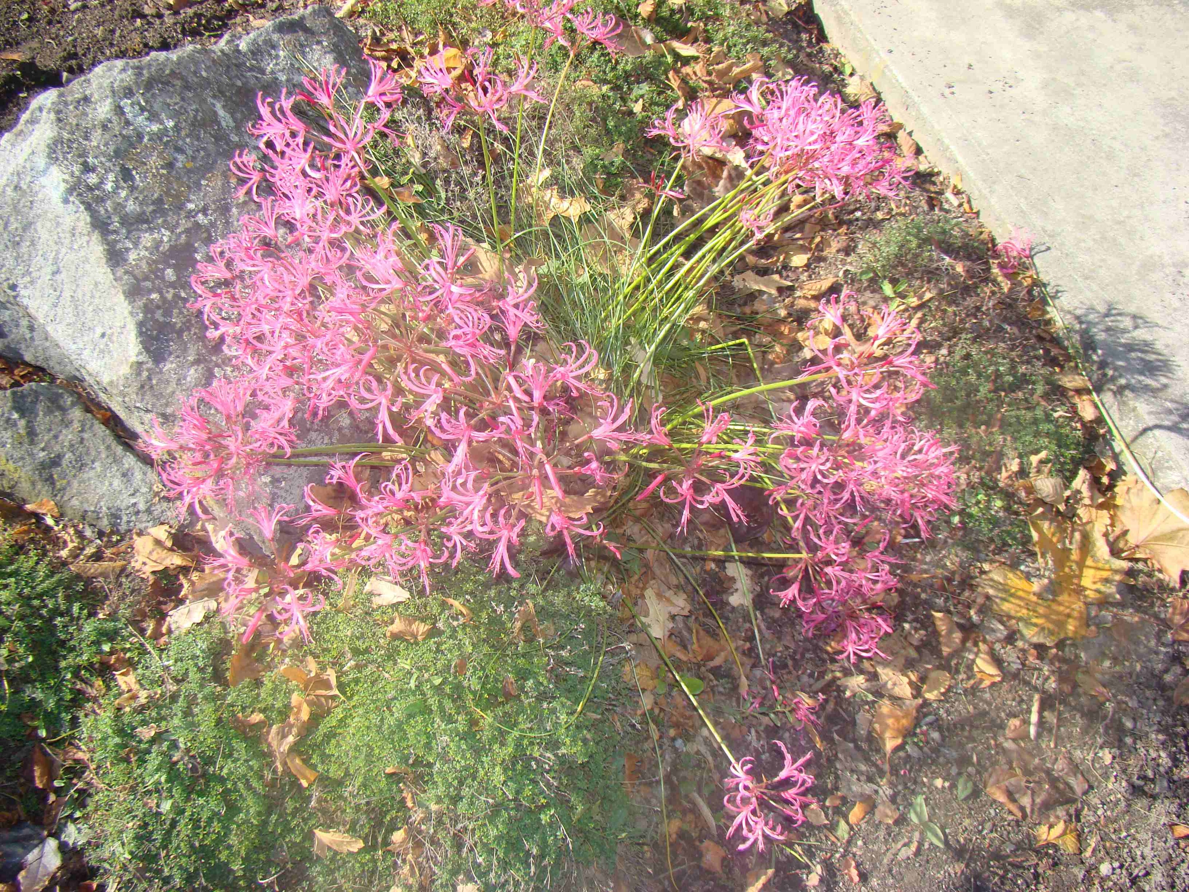 Nerine filiformis