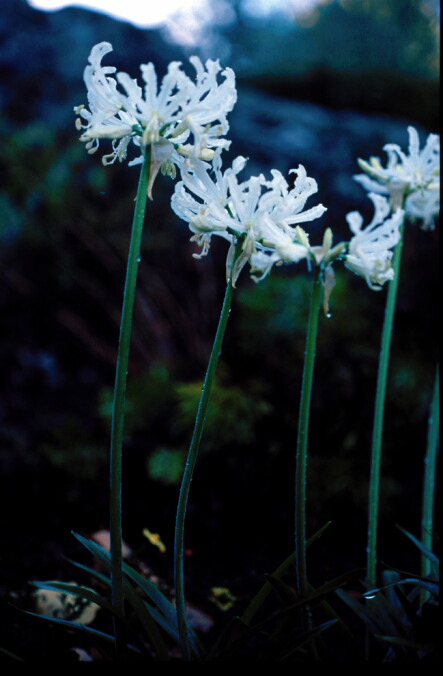 Nerine flexuosa Alba