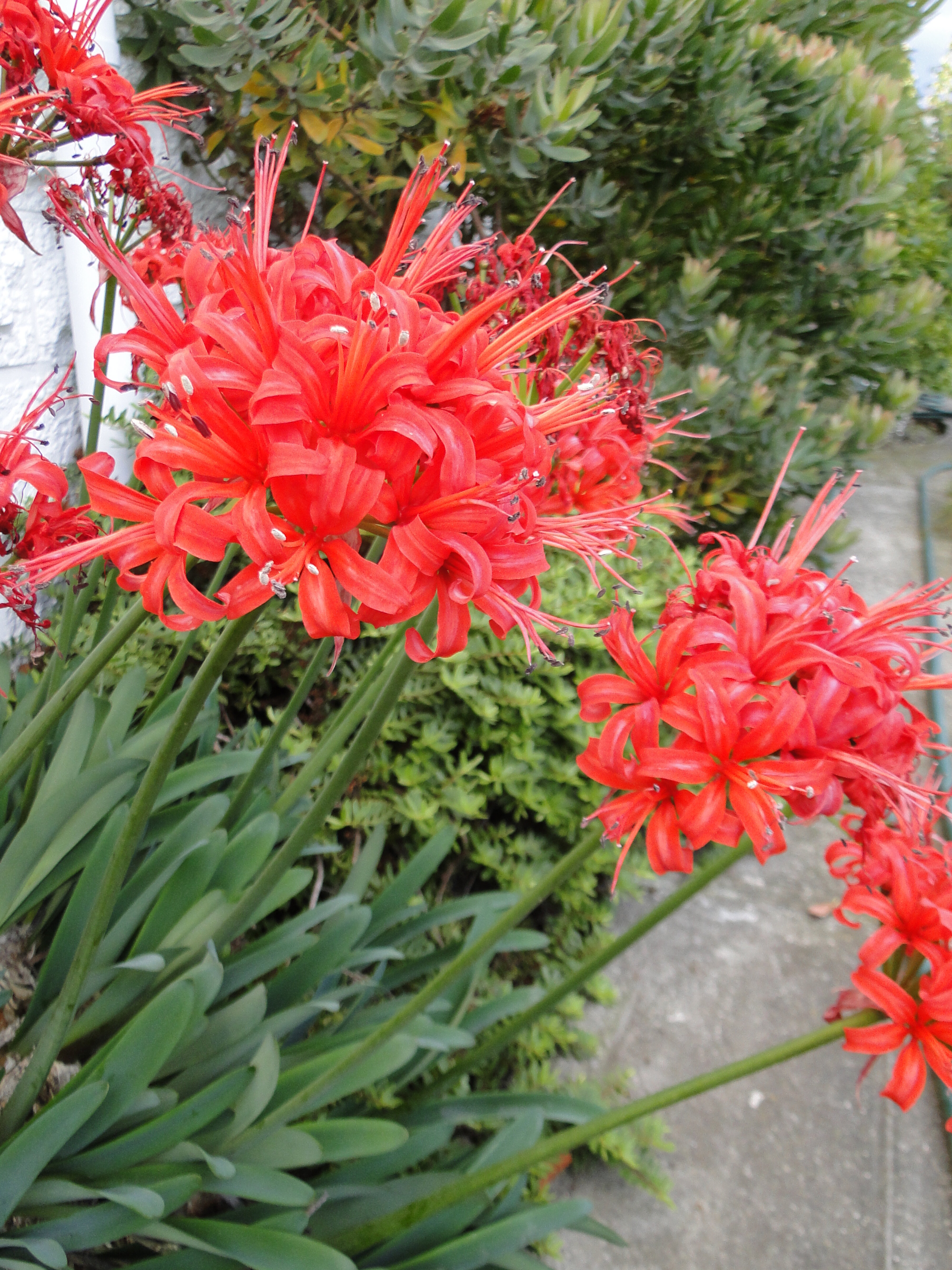 Nerine fothergillii 1