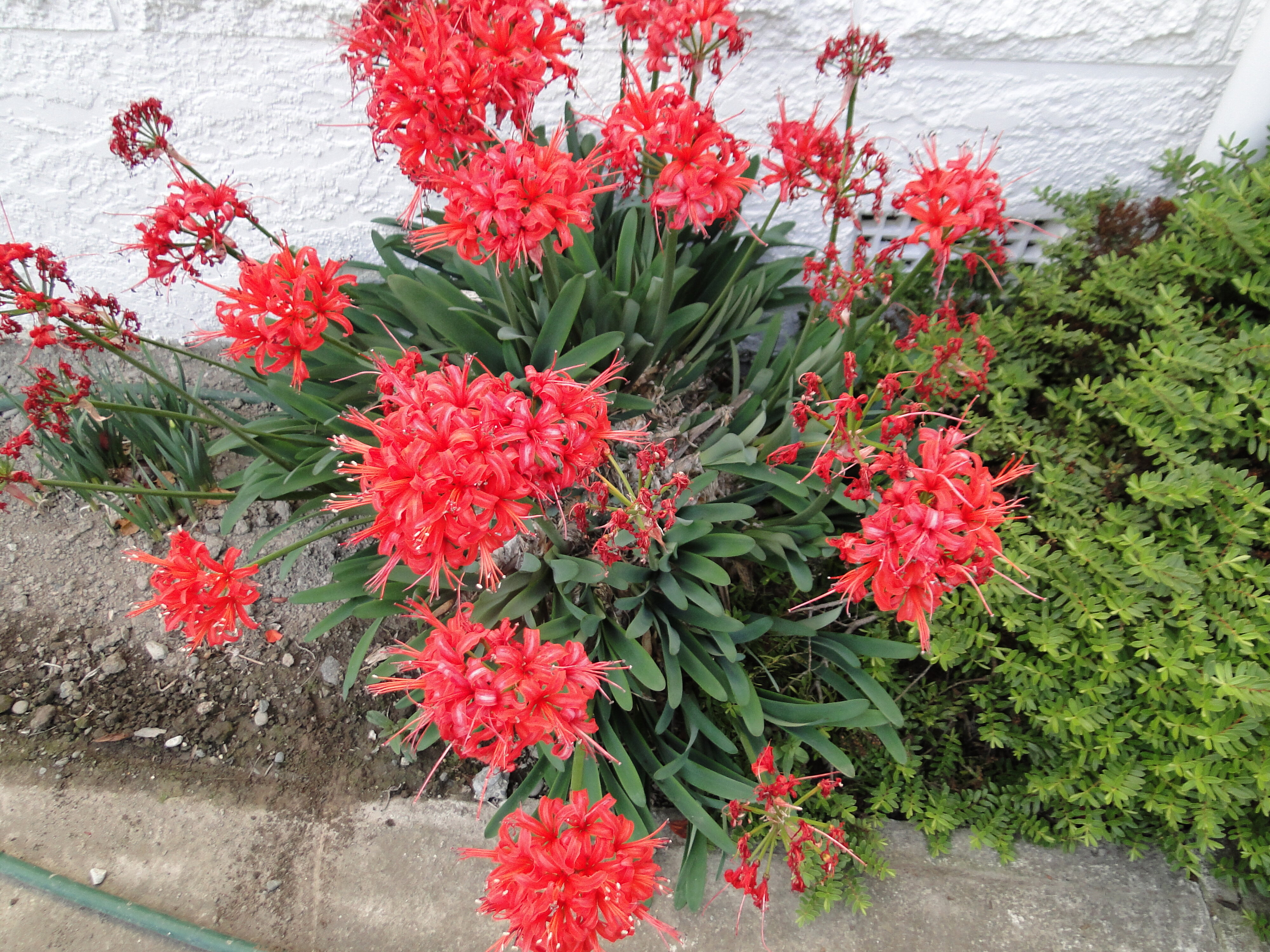Nerine fothergillii 2