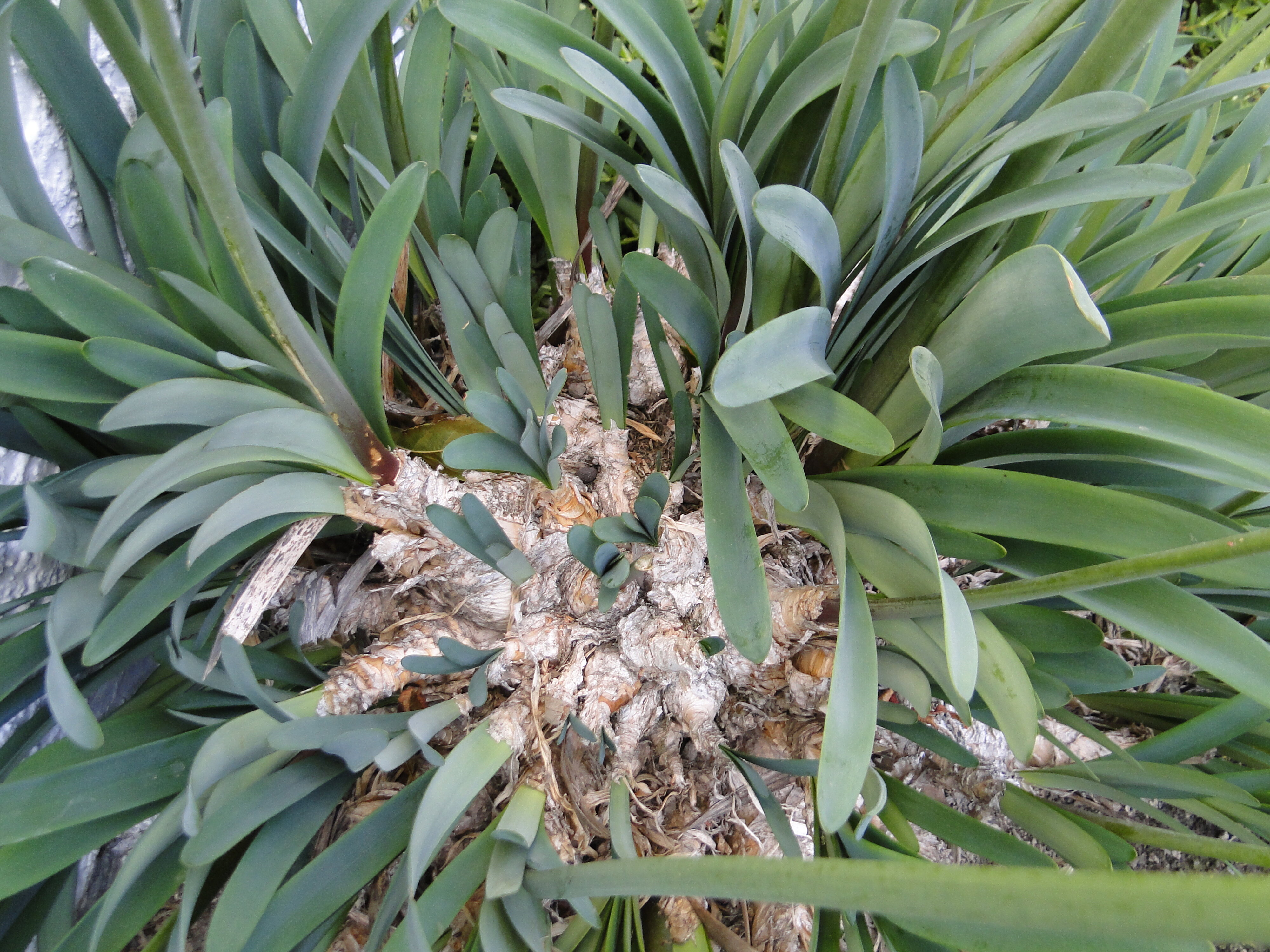 Nerine fothergillii bulbs