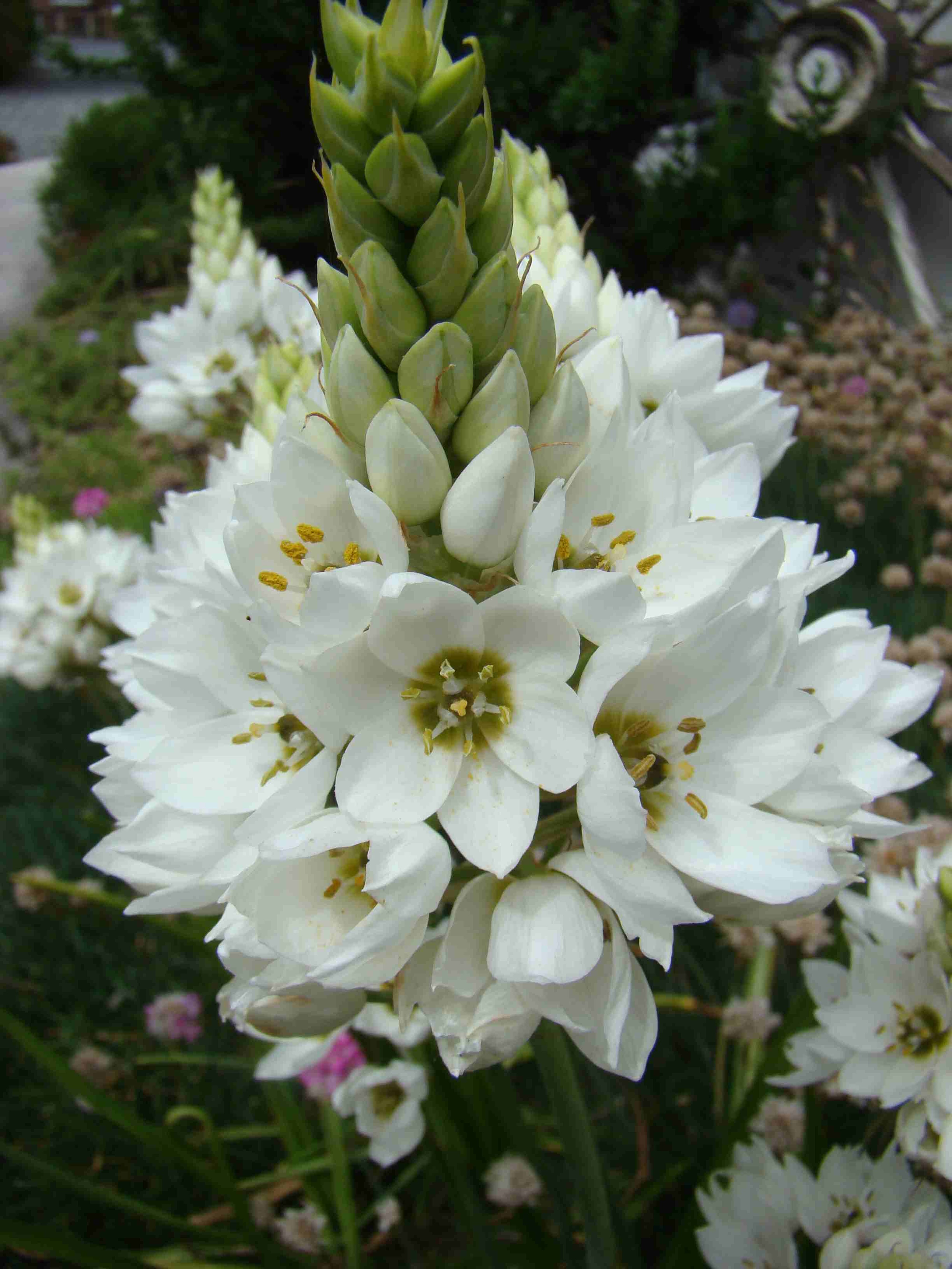 Ornithogalum thrysioides 1