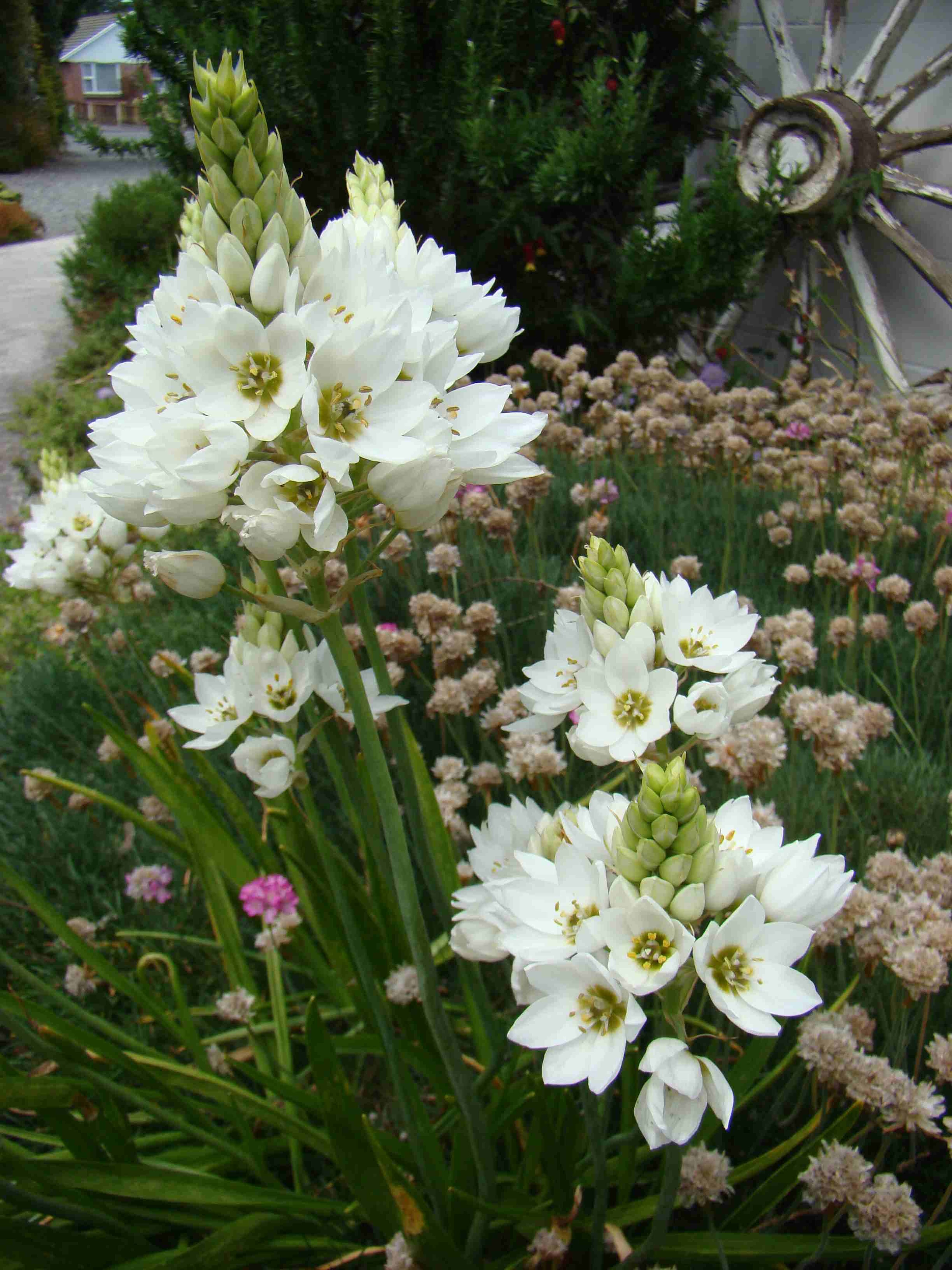 Ornithogalum thrysioides 2