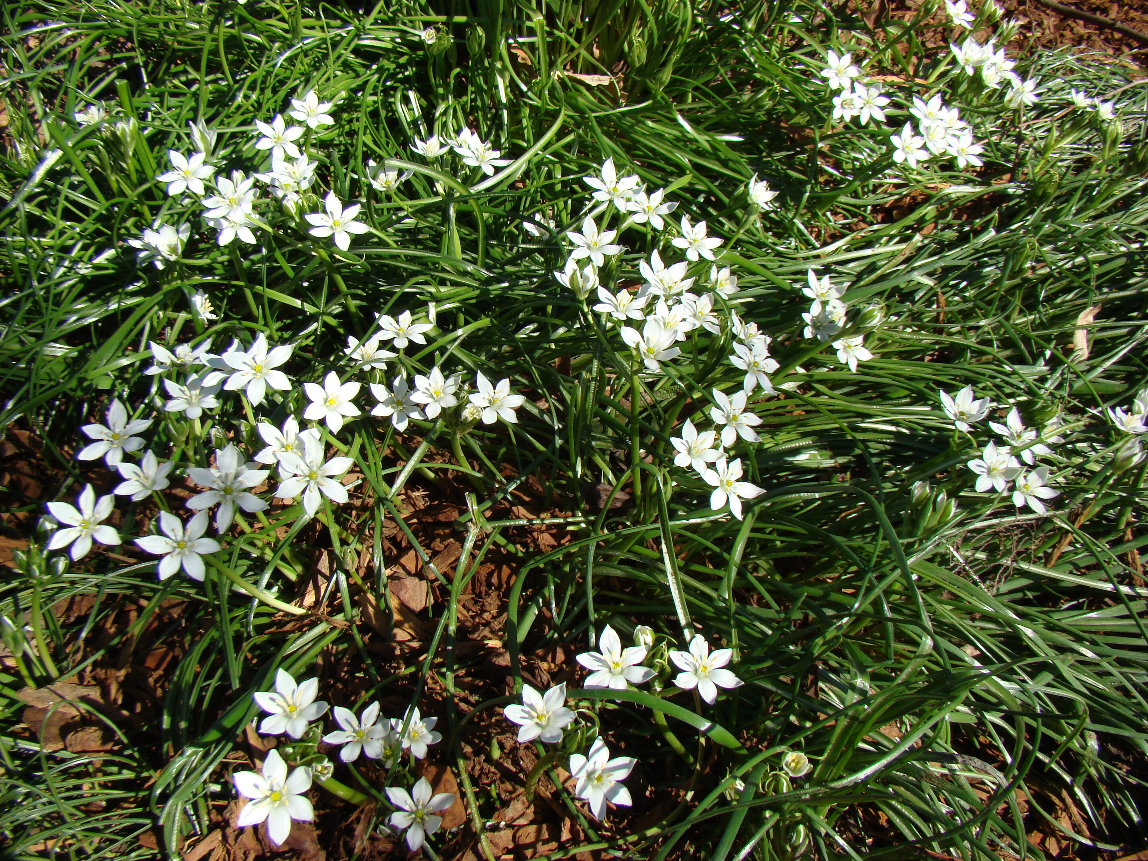 Ornithogalum umbellatum 1