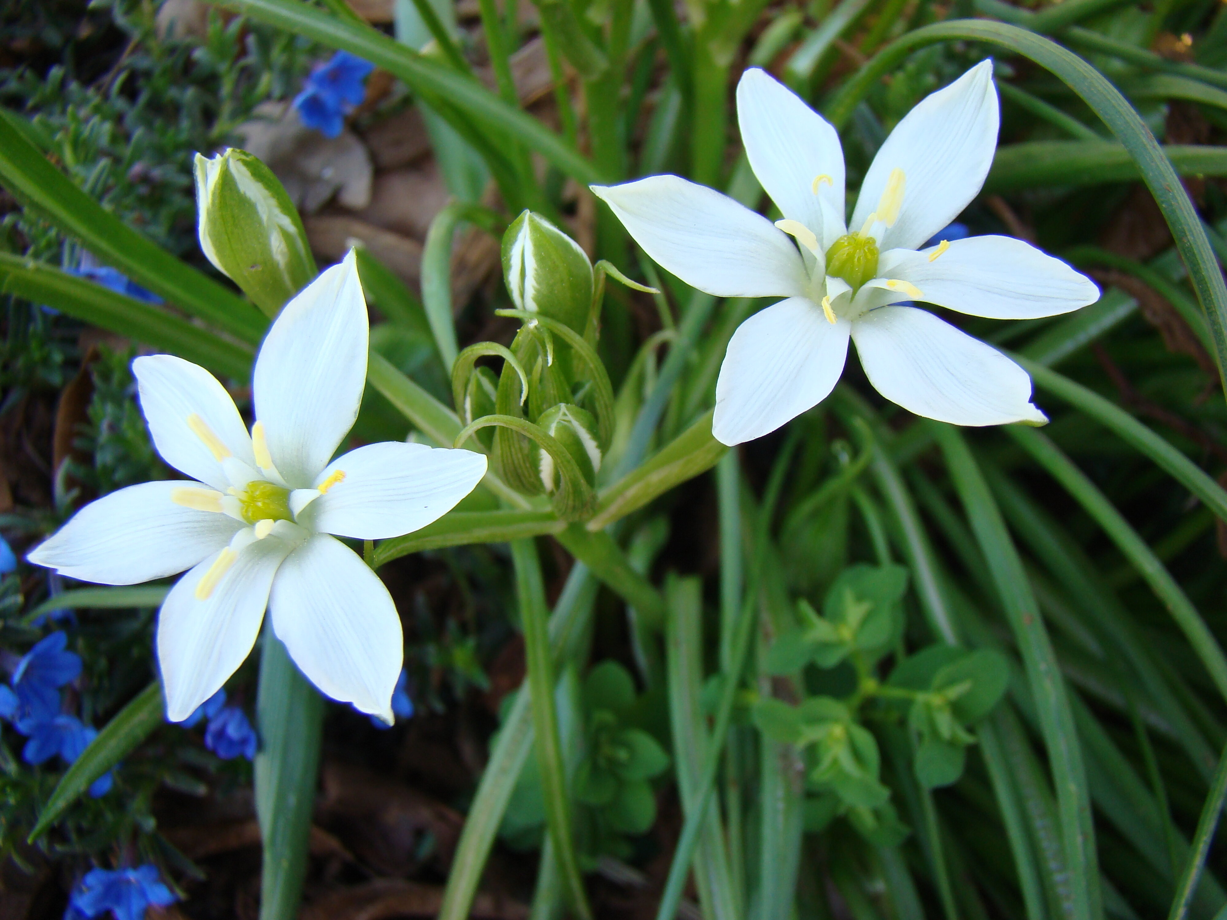 Ornithogalum umbellatum 2