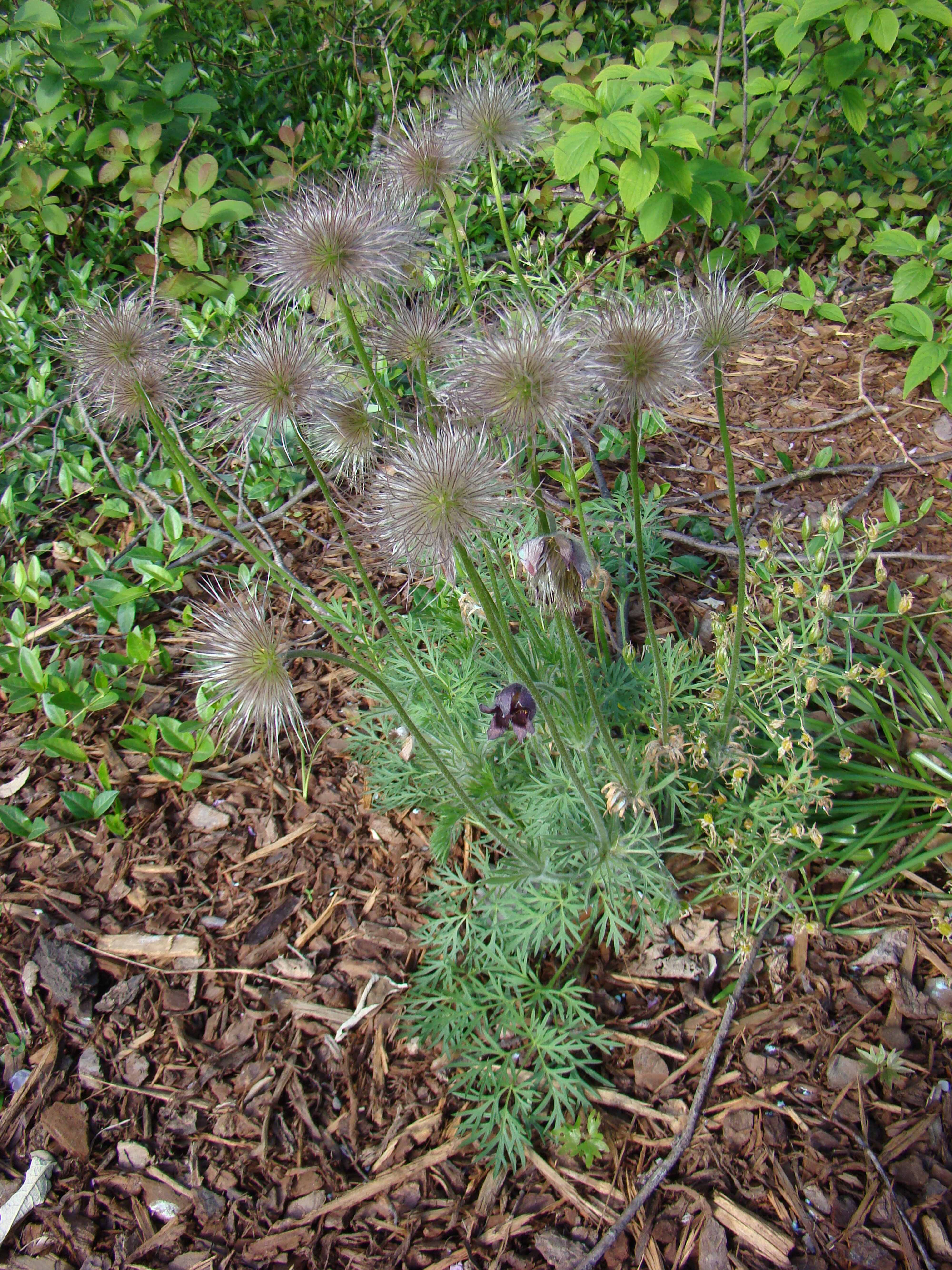 Pulsatilla vulgaris