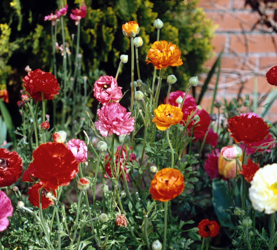 Ranunculus asiaticus