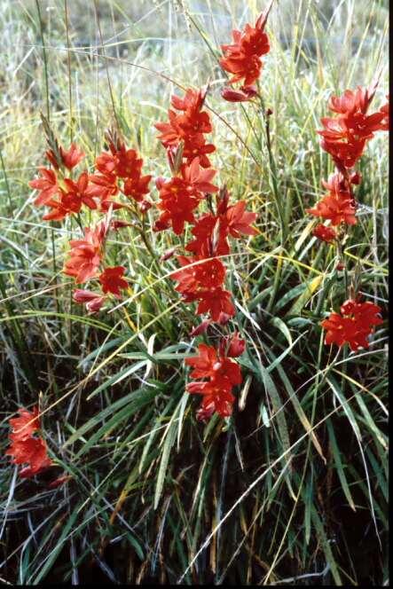 Schizostylis coccinea