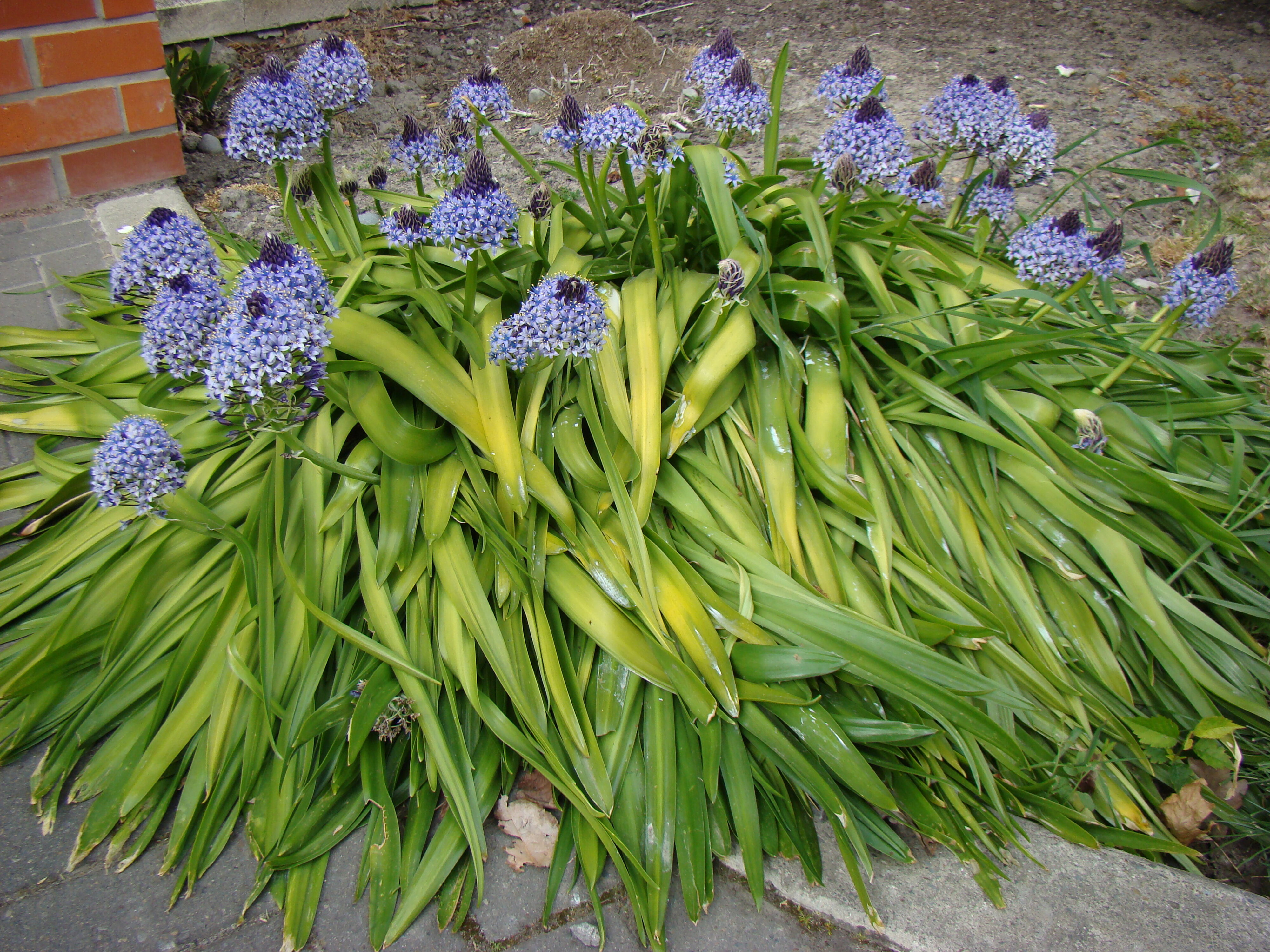 Scilla peruviana 1