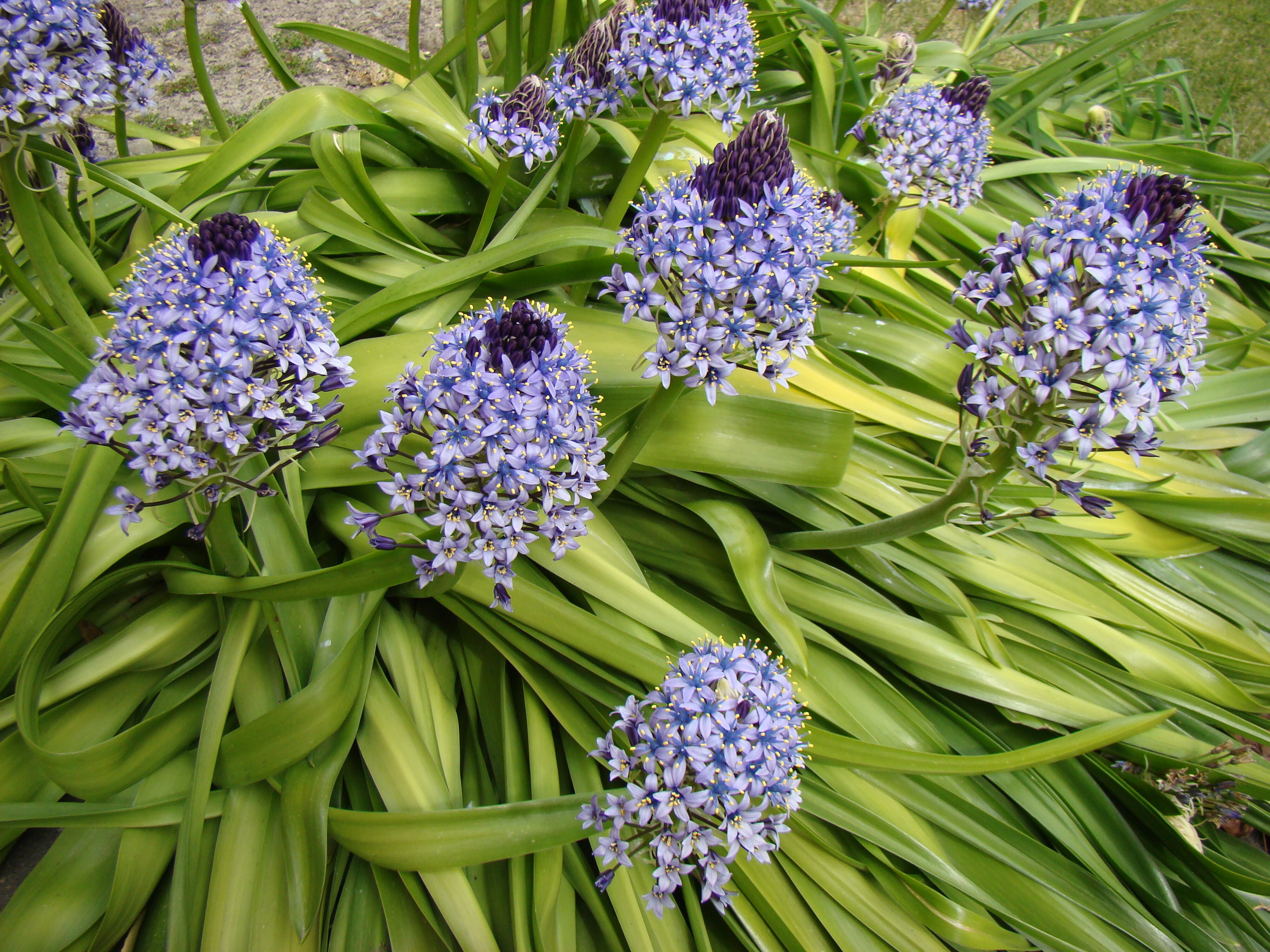 Scilla peruviana 2