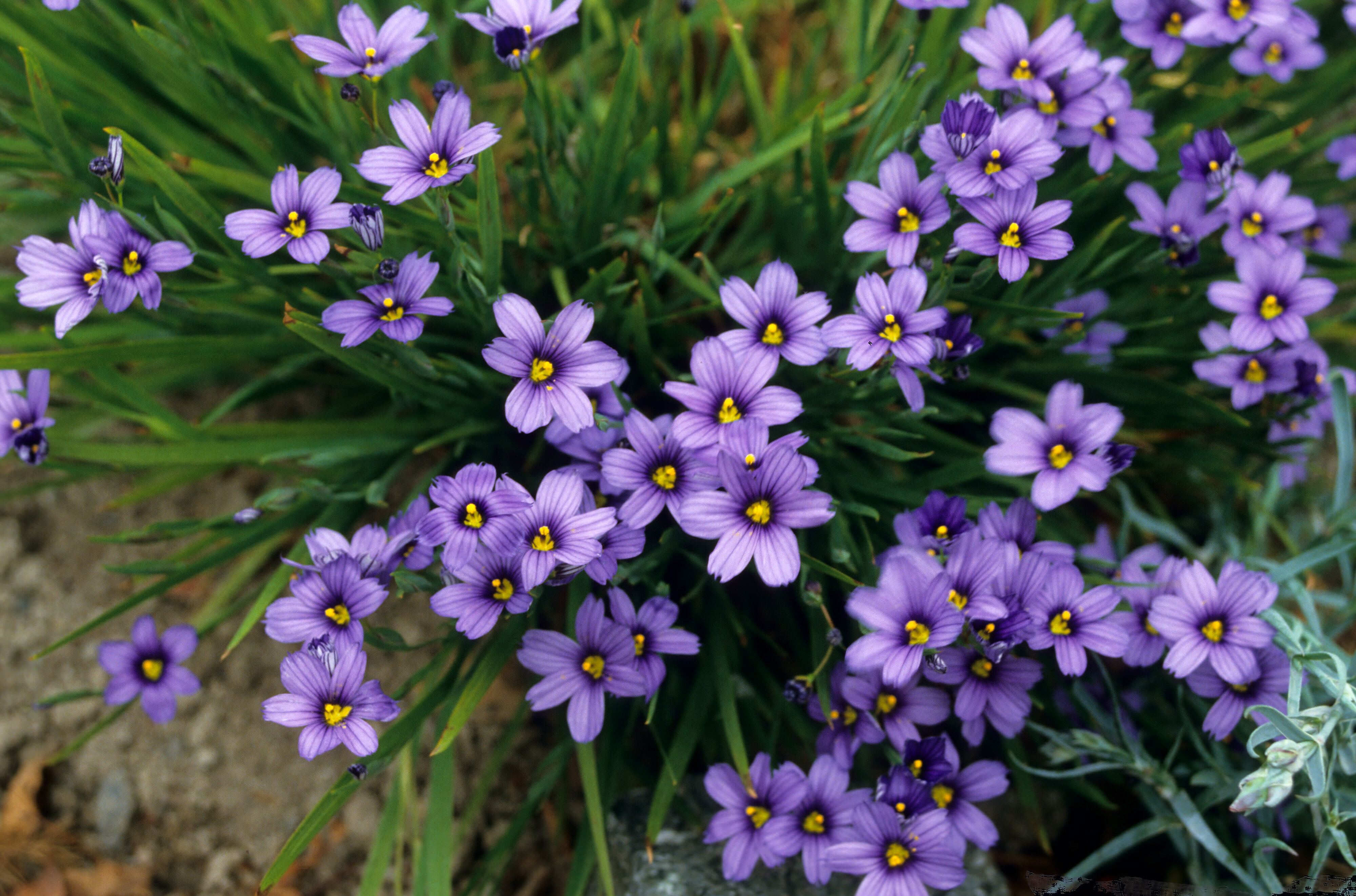 Sisyrinchium montanum