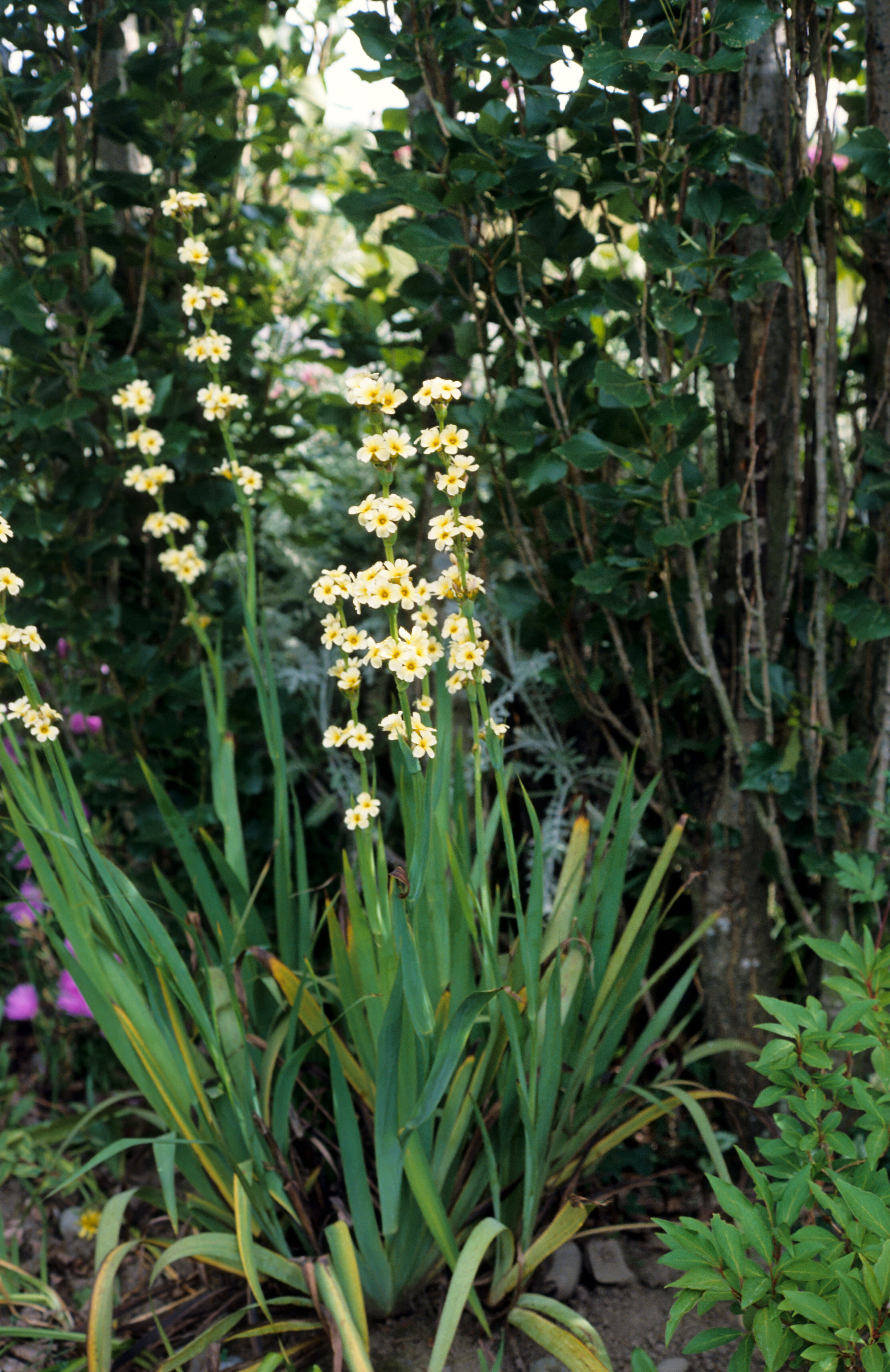 Sisyrinchium striatum