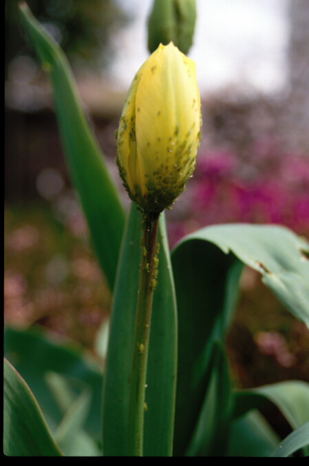 Tulip Aphid