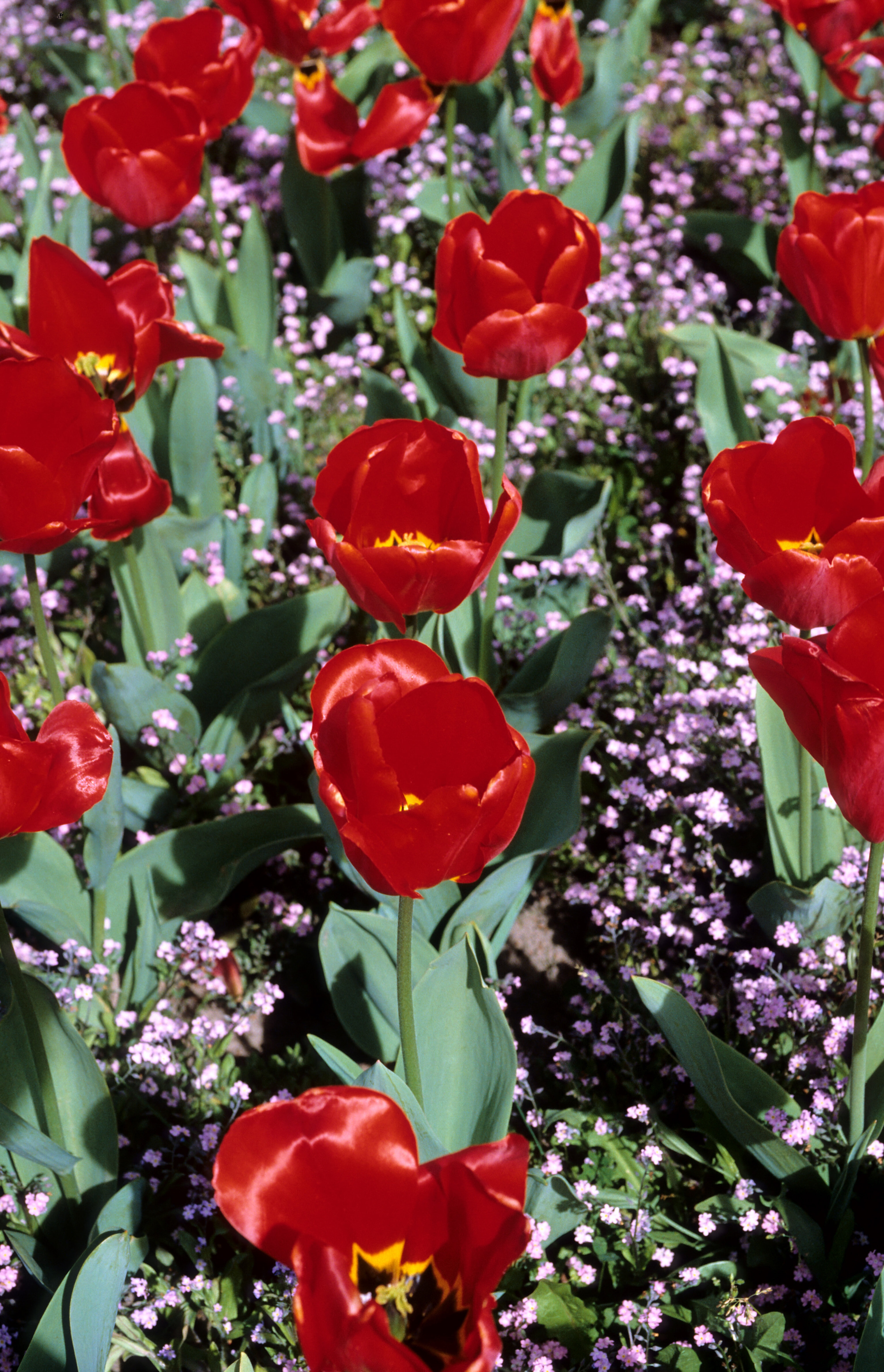 Tulipa Apeldoorn