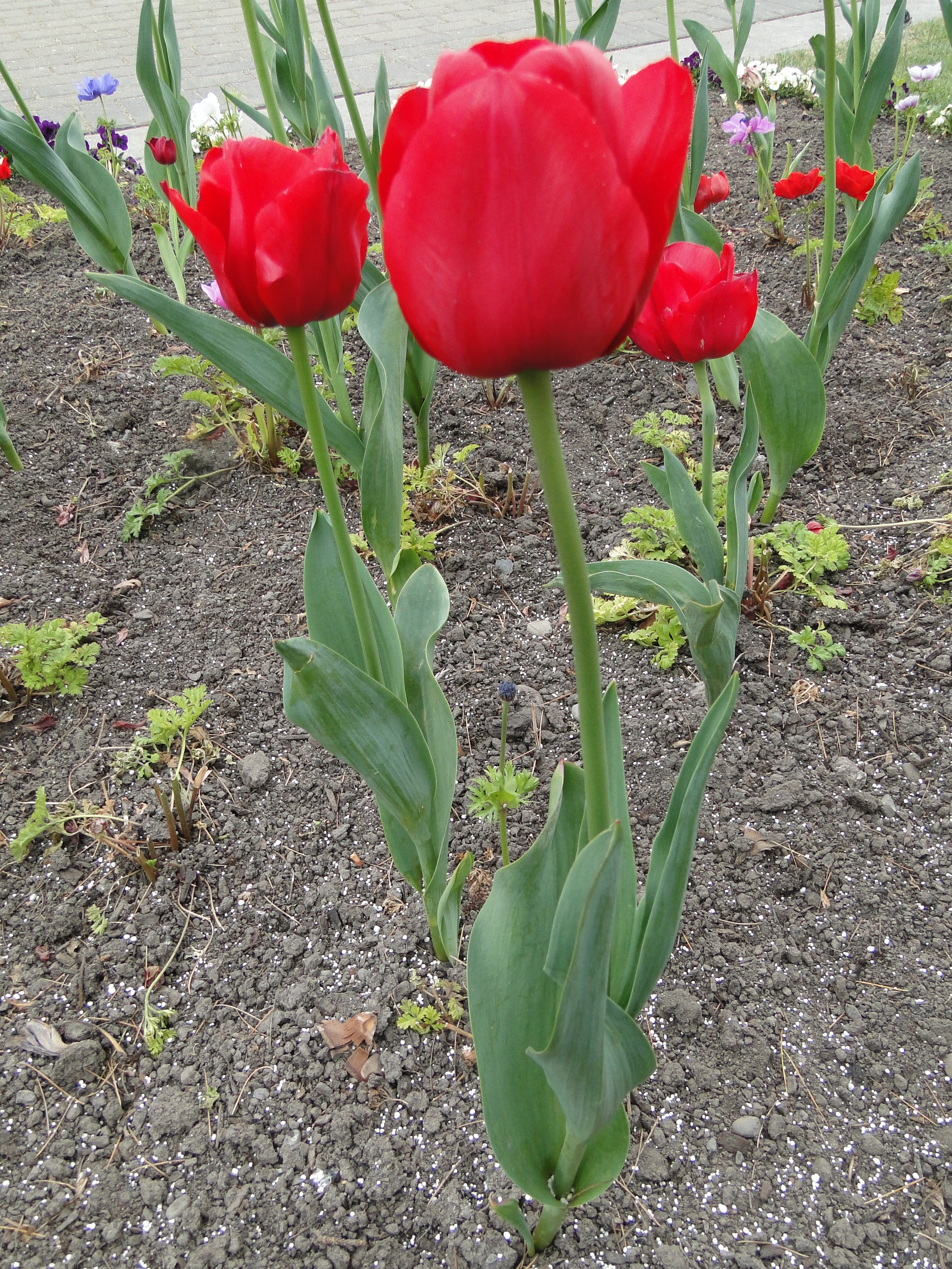 Tulipa Ile de France