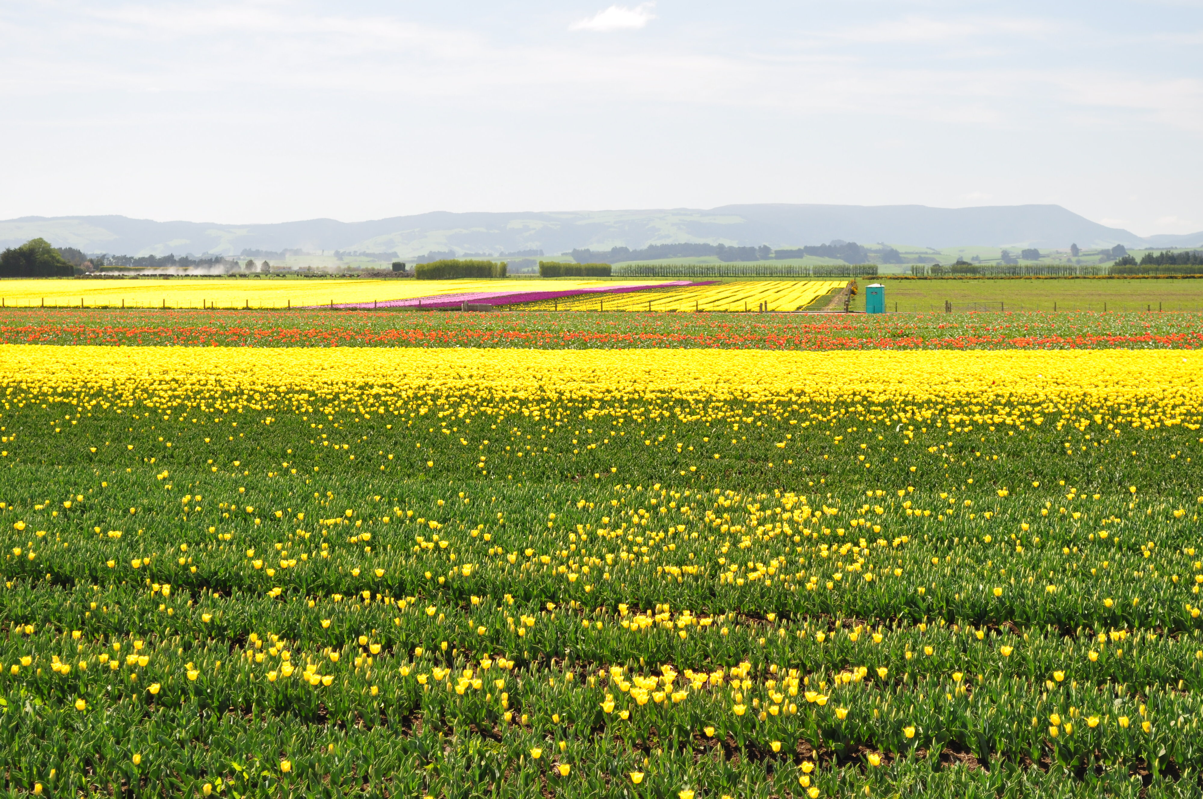 Tulips at Edendale
