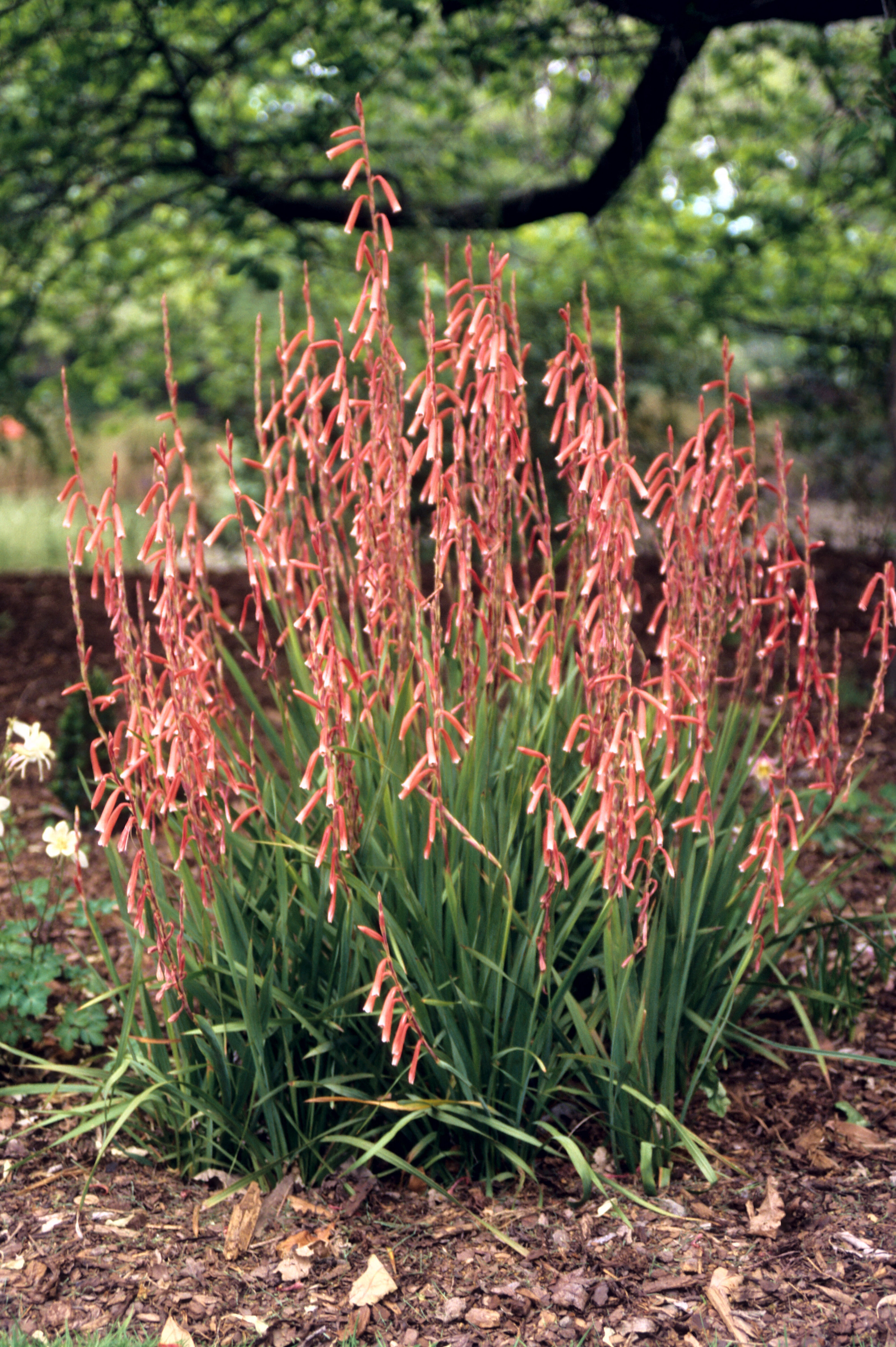 Watsonia aletroides