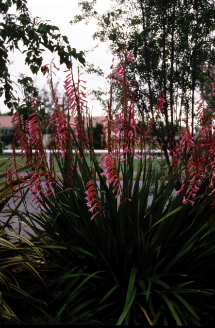 Watsonia beatricis