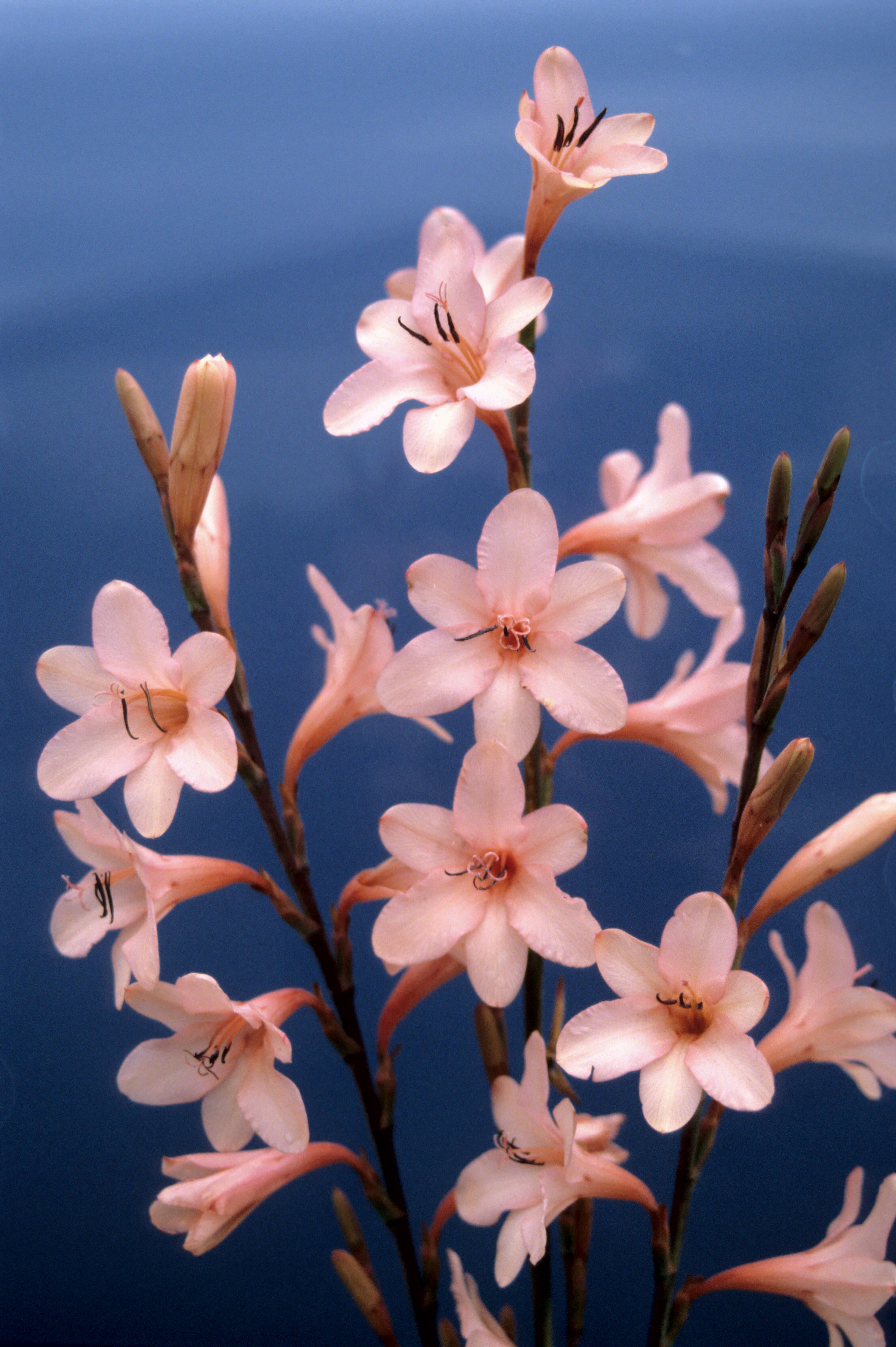 Watsonia