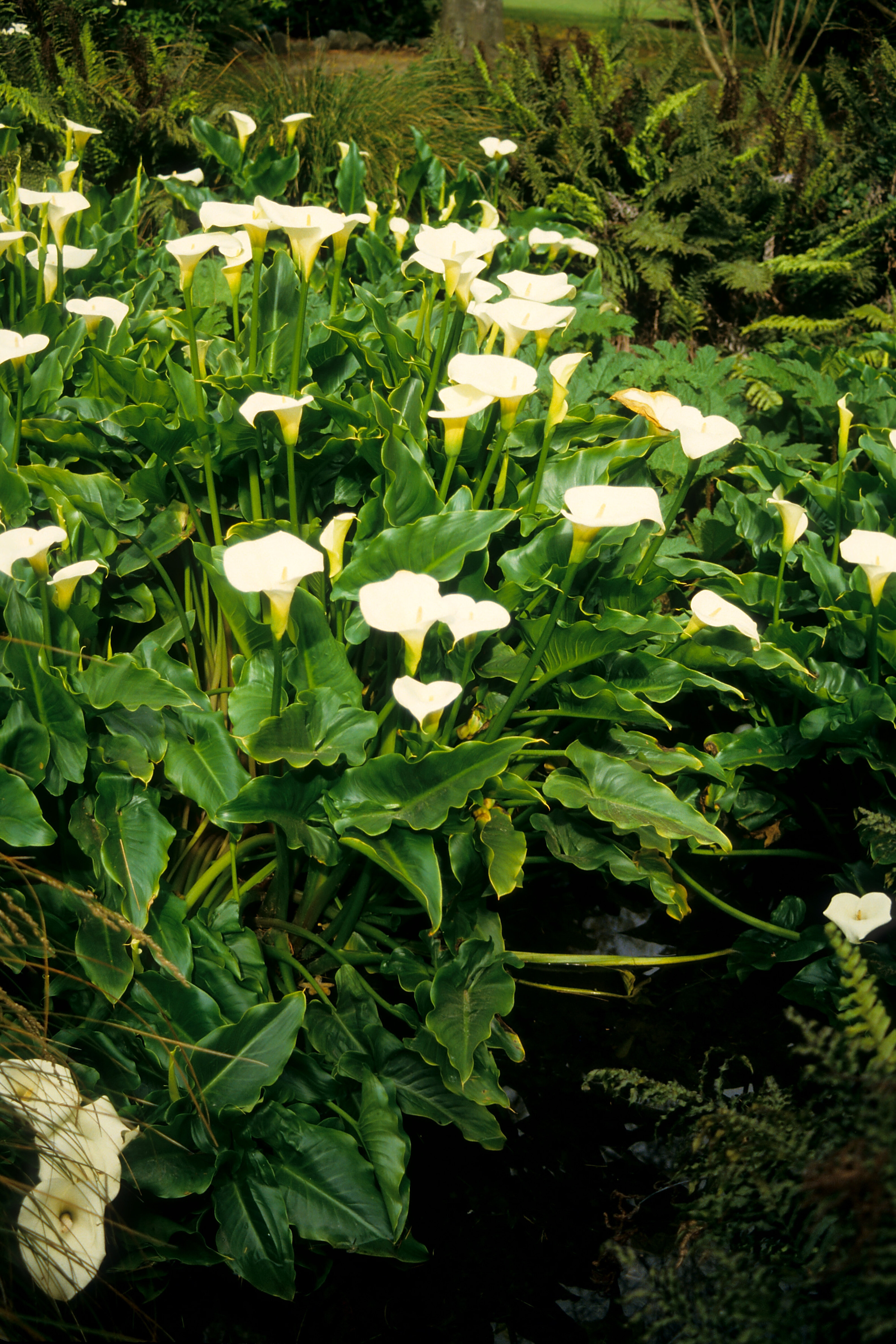 Zantedeschia aetheopica
