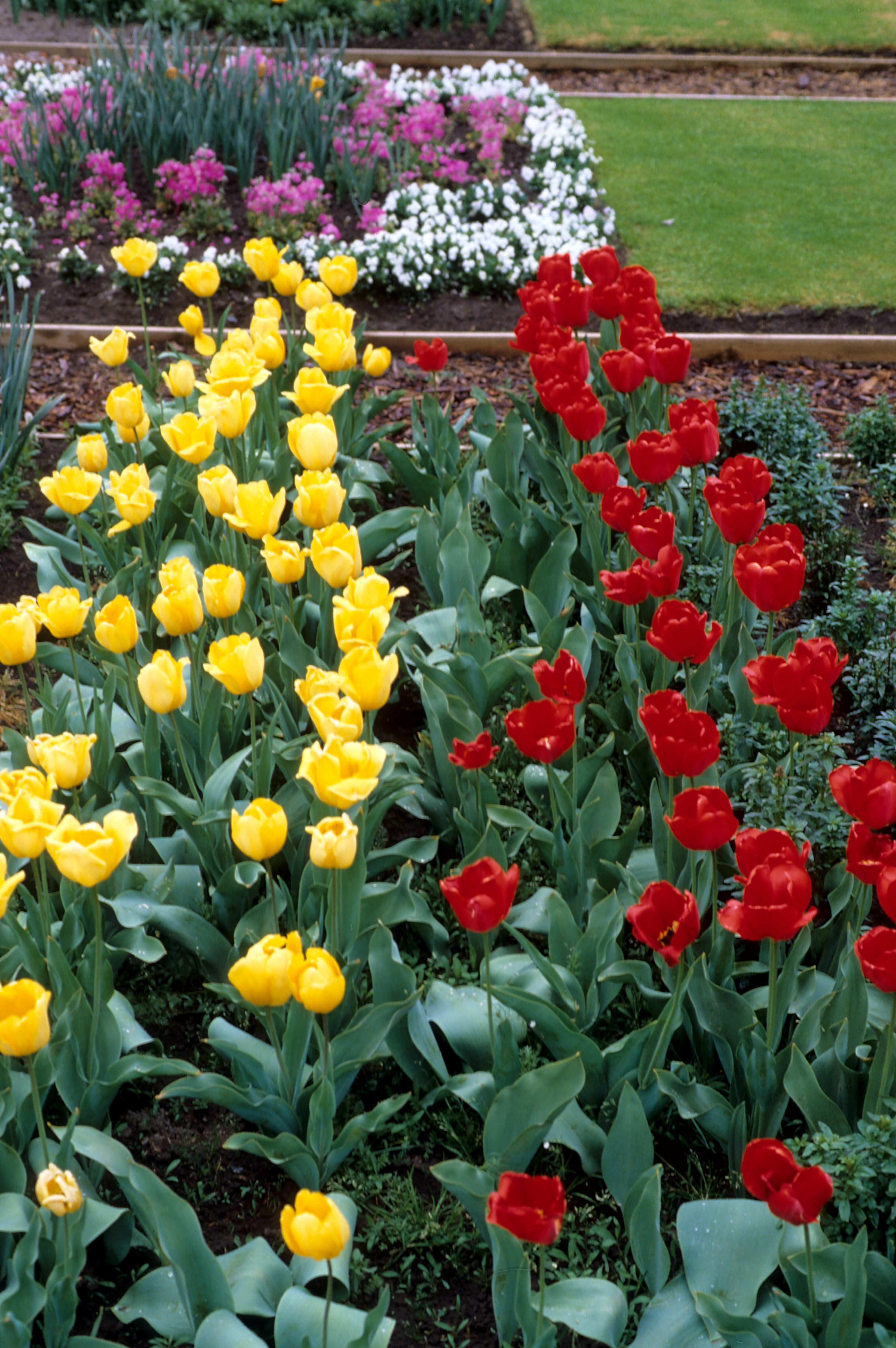 Tulipa Golden Attraction and Apeldoorn