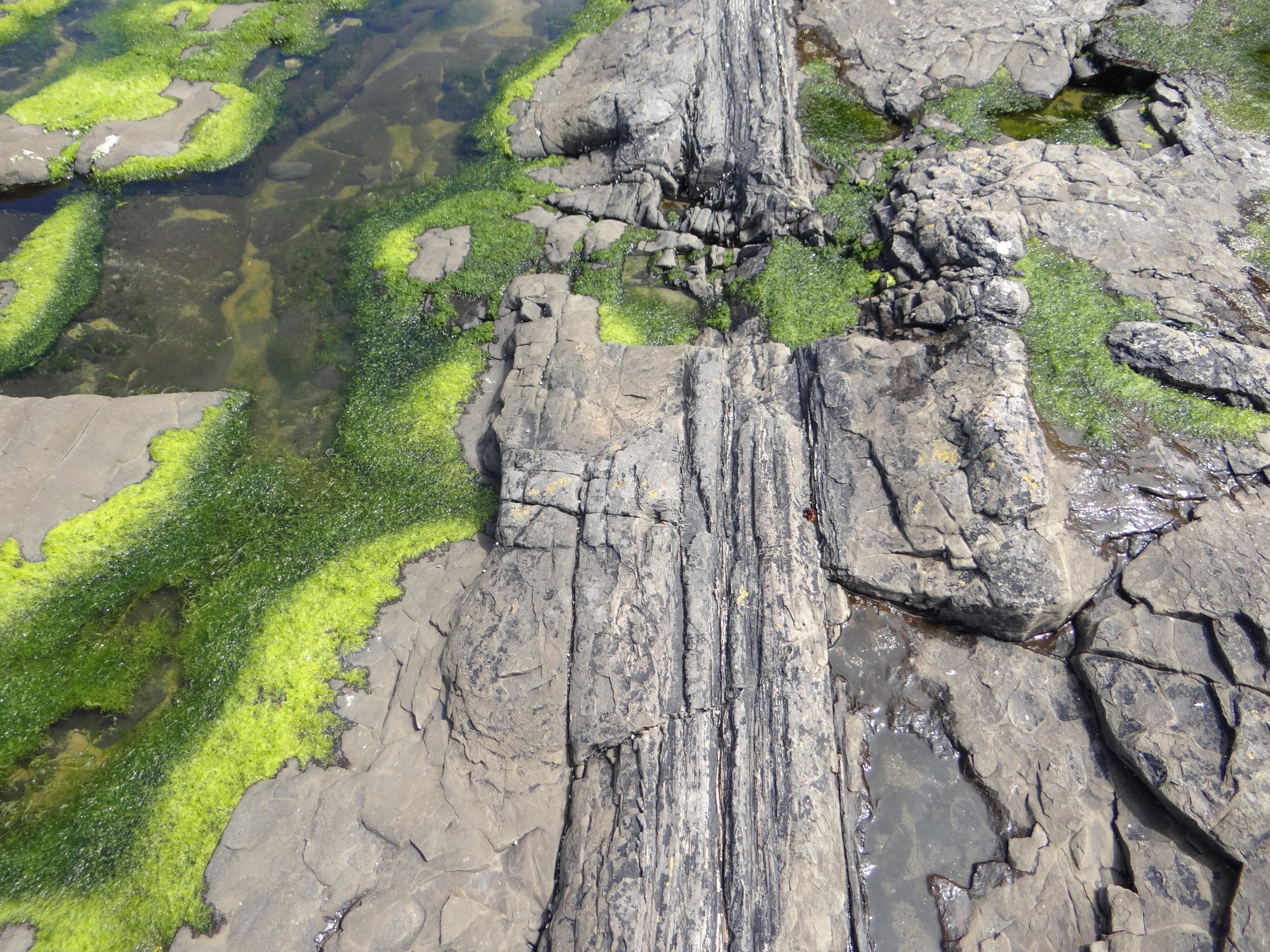 Curio Bay Catlins  petrified wood 3