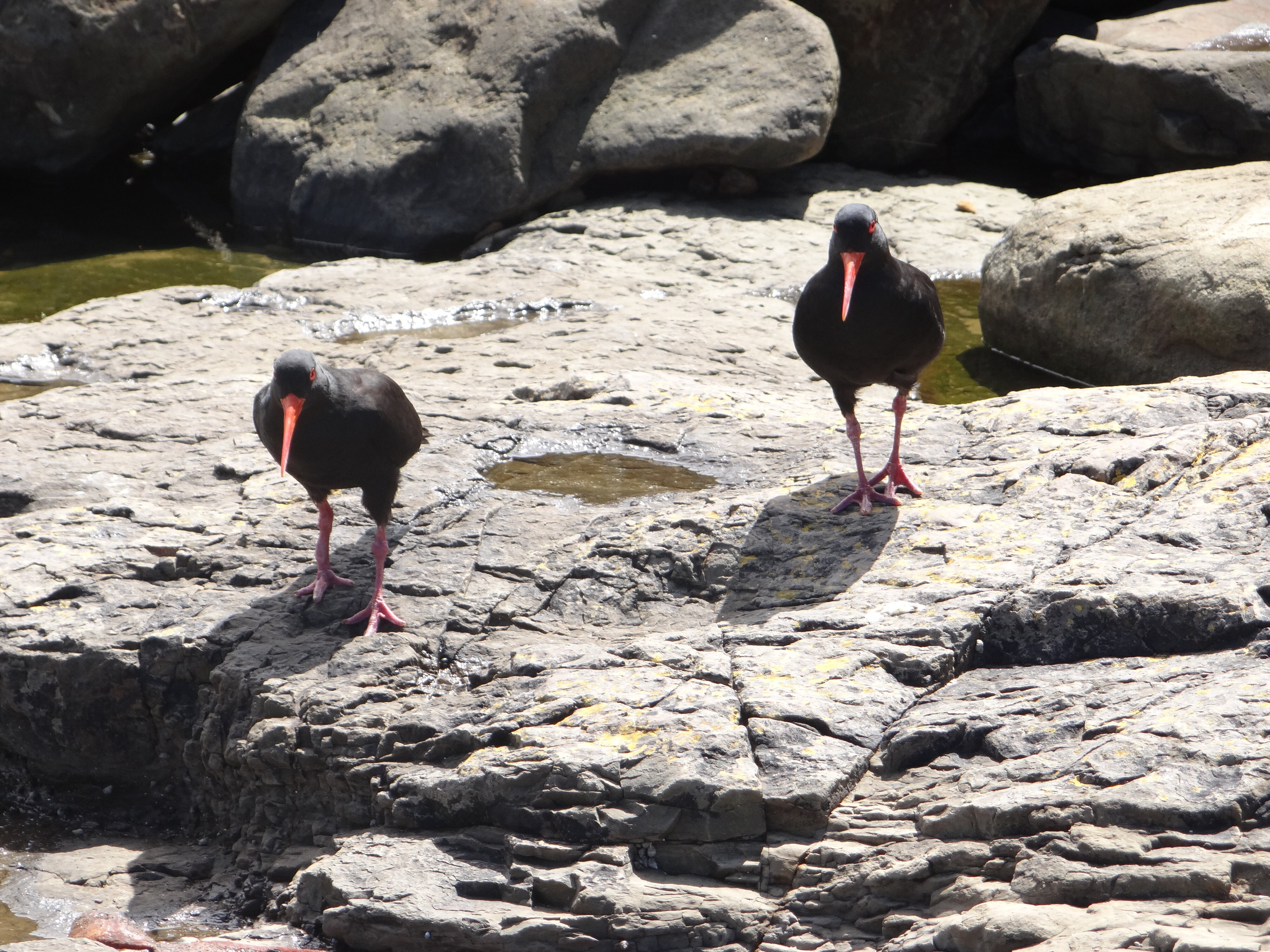 Curio Bay Catlins 11