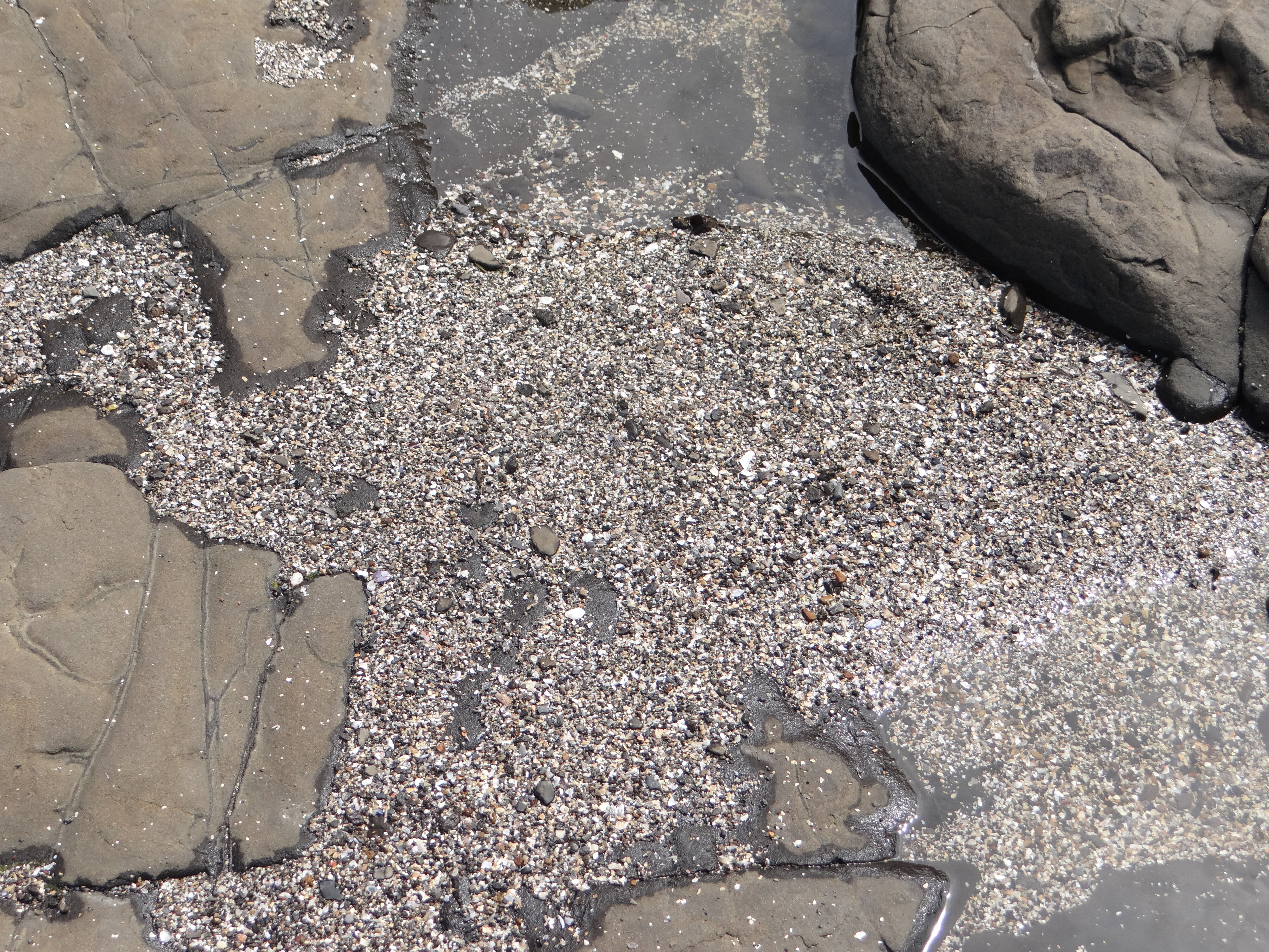 Curio Bay Catlins 17