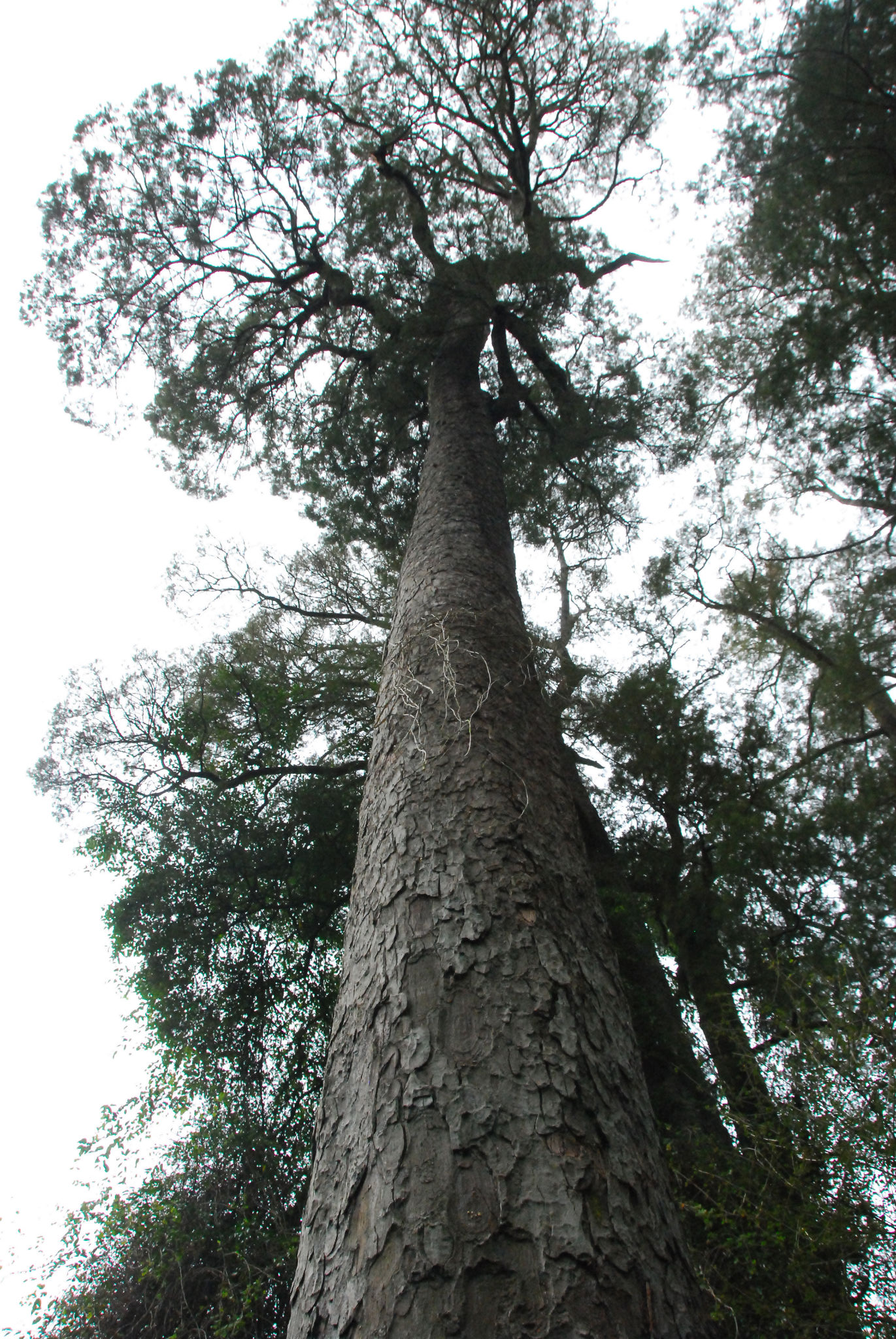Dacrycarpus cupressioides  Riccarton Bush