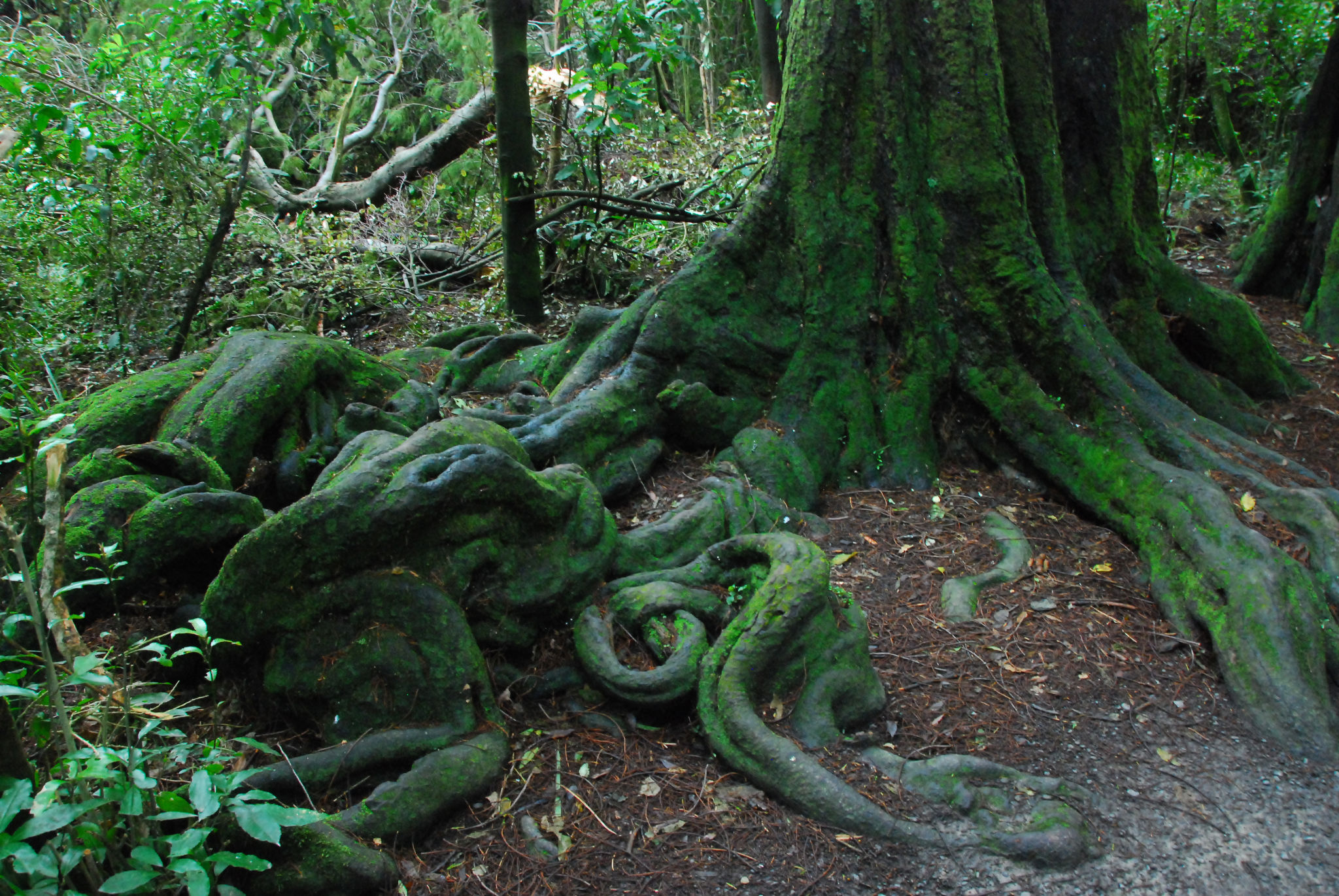 Dacrycarpus dacrydioides buttress roots Riccarton Bush