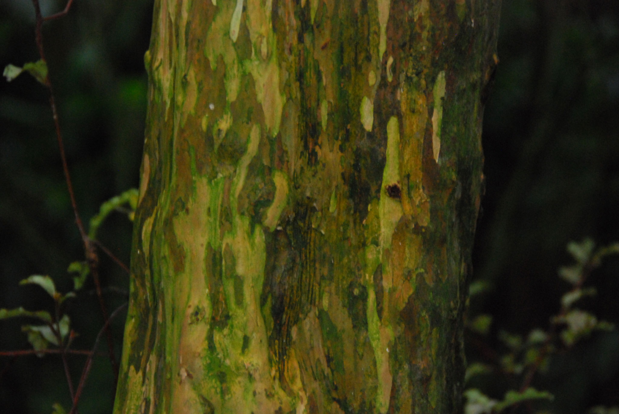 Lophomrytus obcordata Riccarton Bush