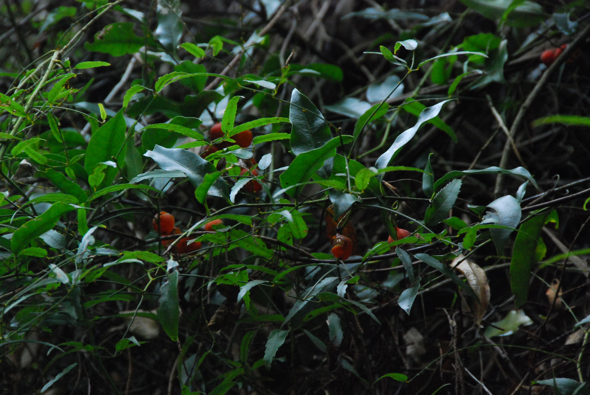 Passiflora tetrandra fruit Riccarton Bush 1