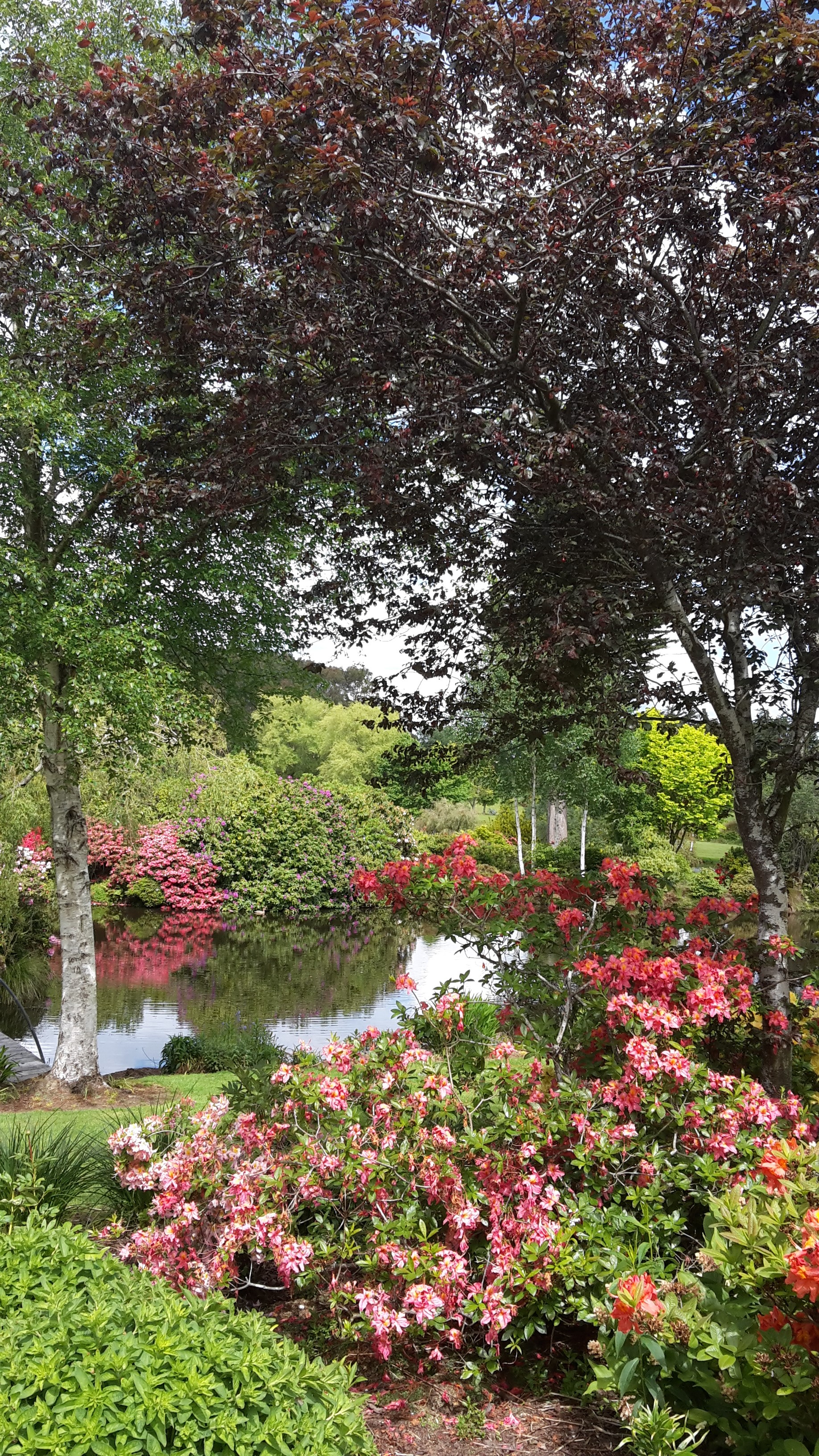 Maple Glen Gardens 22