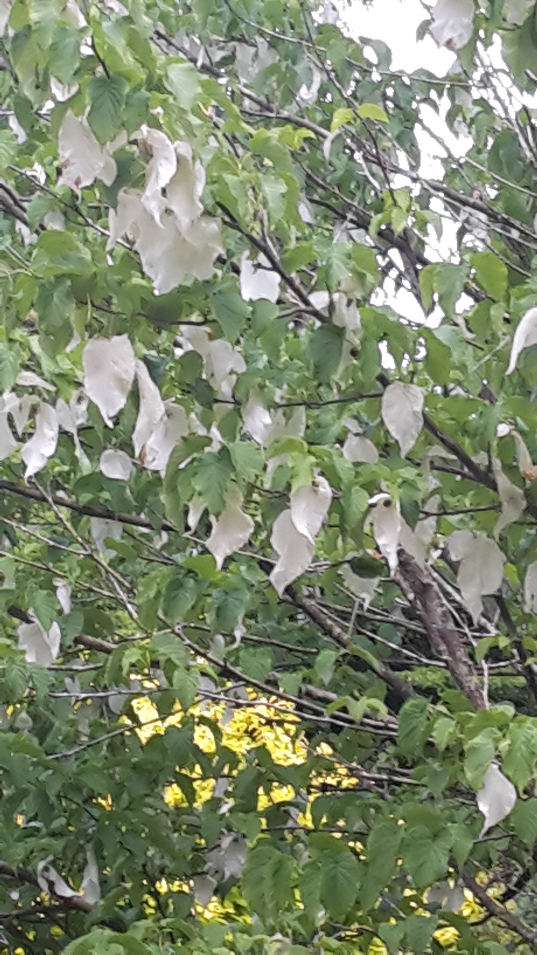 Maple Glen Gardens 33