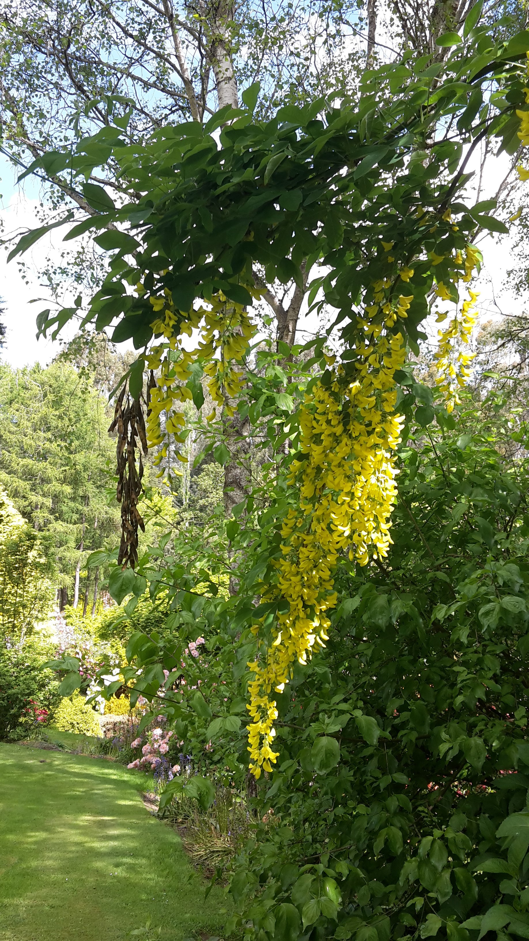 Maple Glen Gardens 38