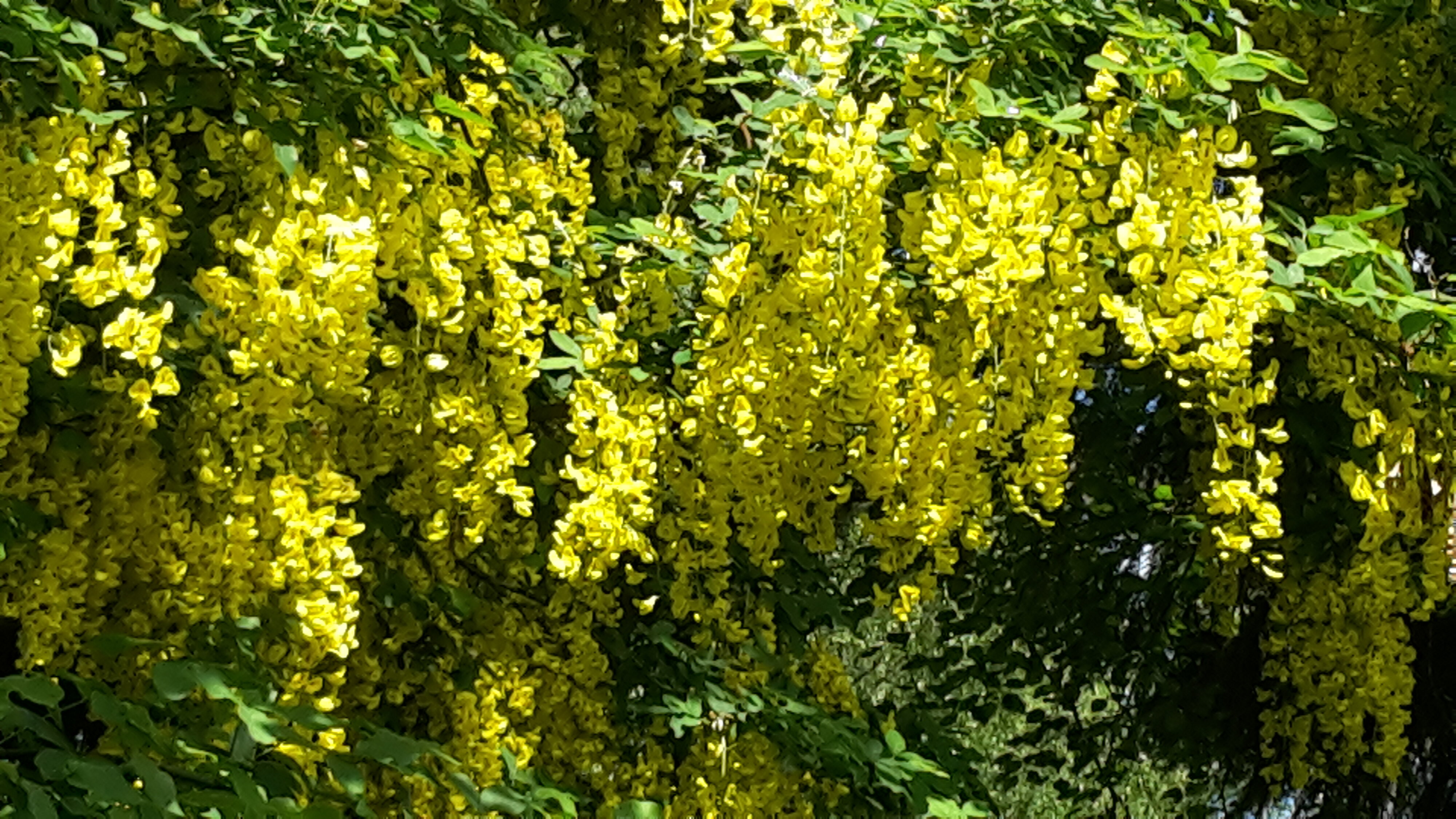 Maple Glen Gardens 39