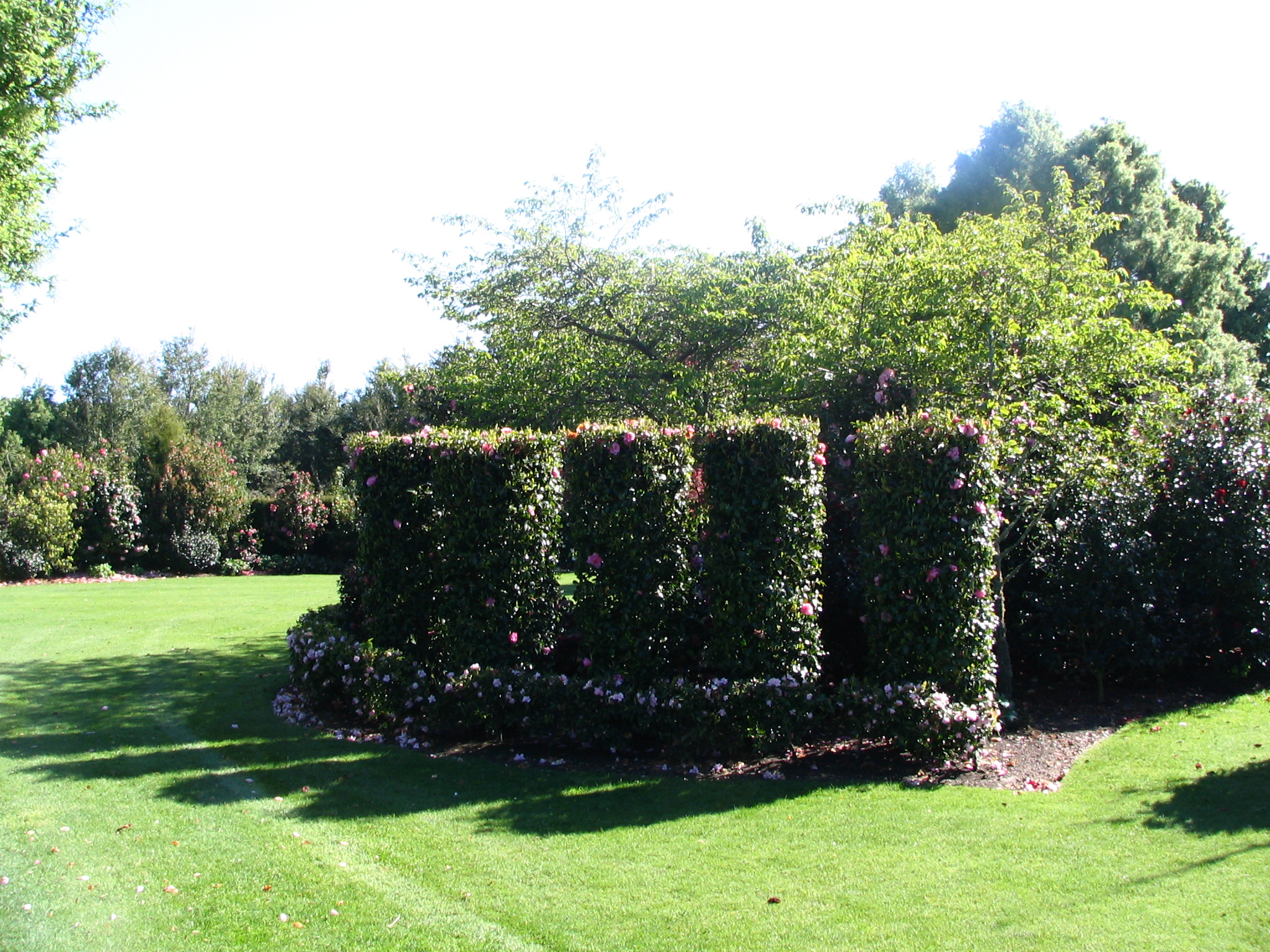 Broadfield Garden Camellia hedge topiary