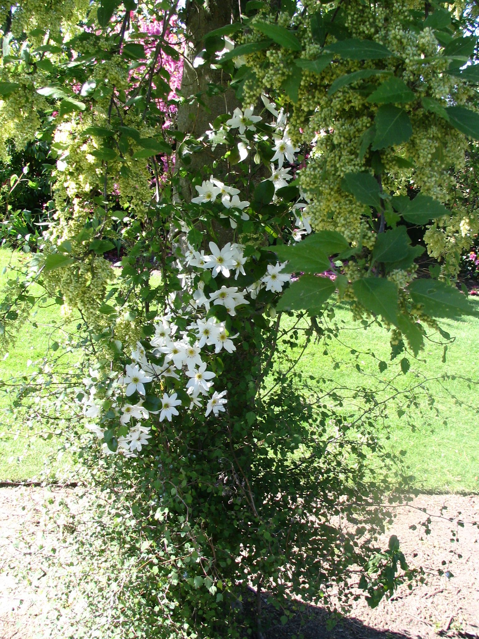 Broadfield Garden Plagianthus regius and Clematis paniculata