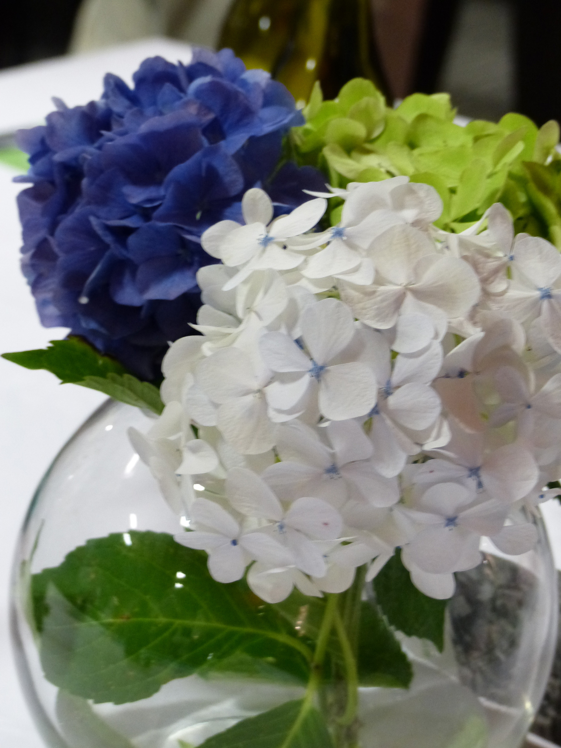 2016 Reunion DipAg 1965-66 and DipVFM 67 169