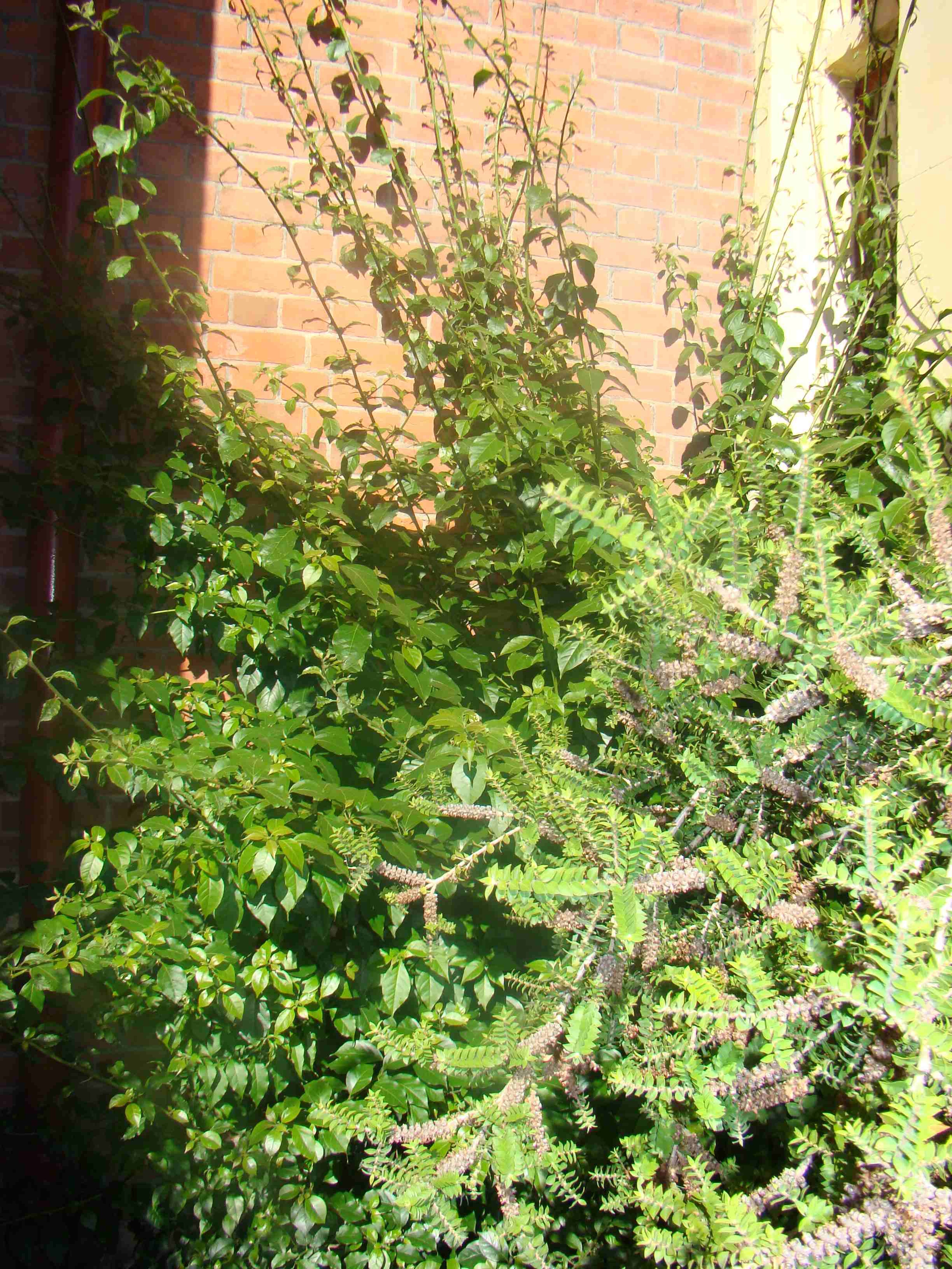 Bougainvillea glabra Magnifica 2