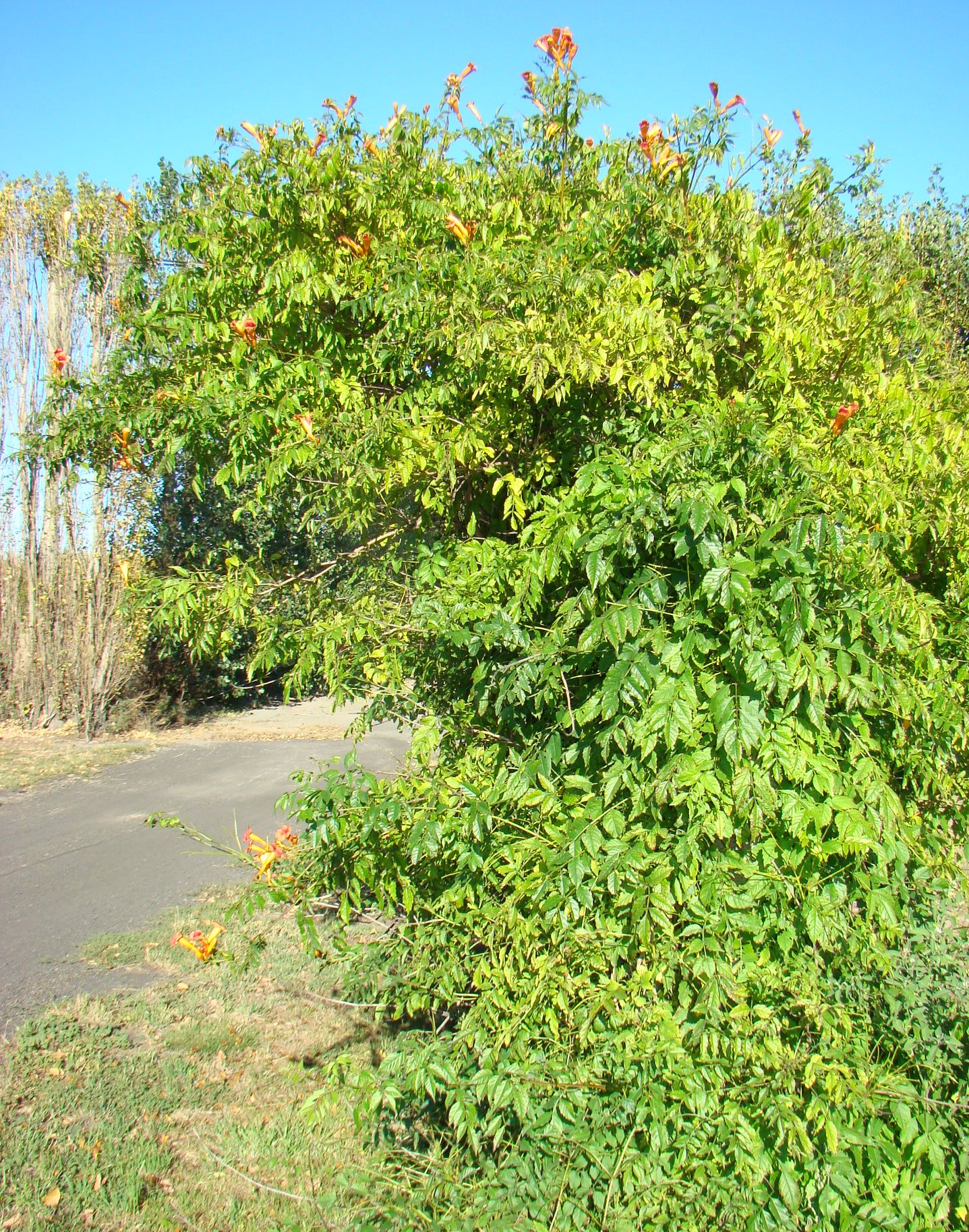 Campsis x tagliabuana Mdme Galen 2