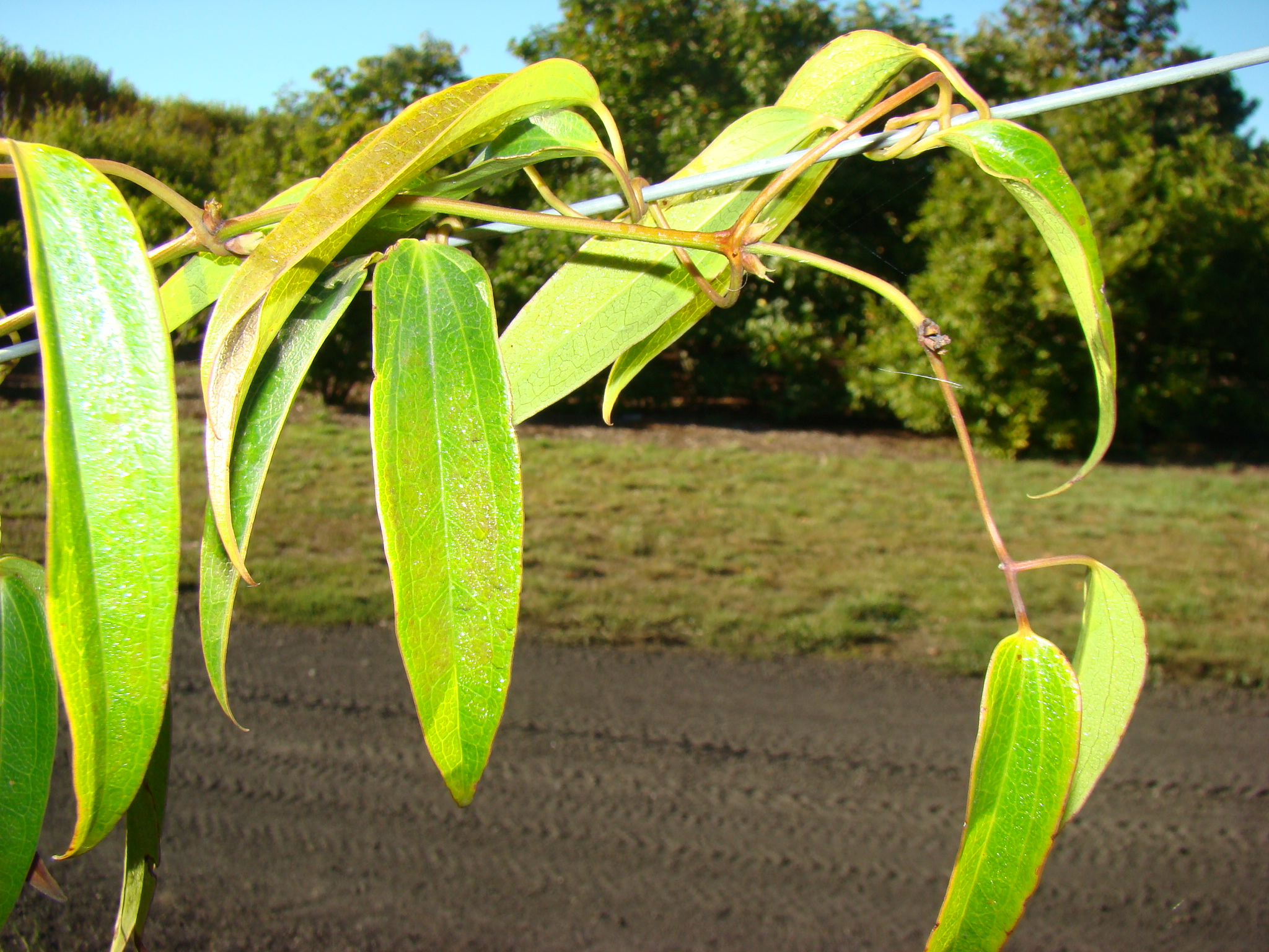 Clematis armandii Snowdrift twining petiole