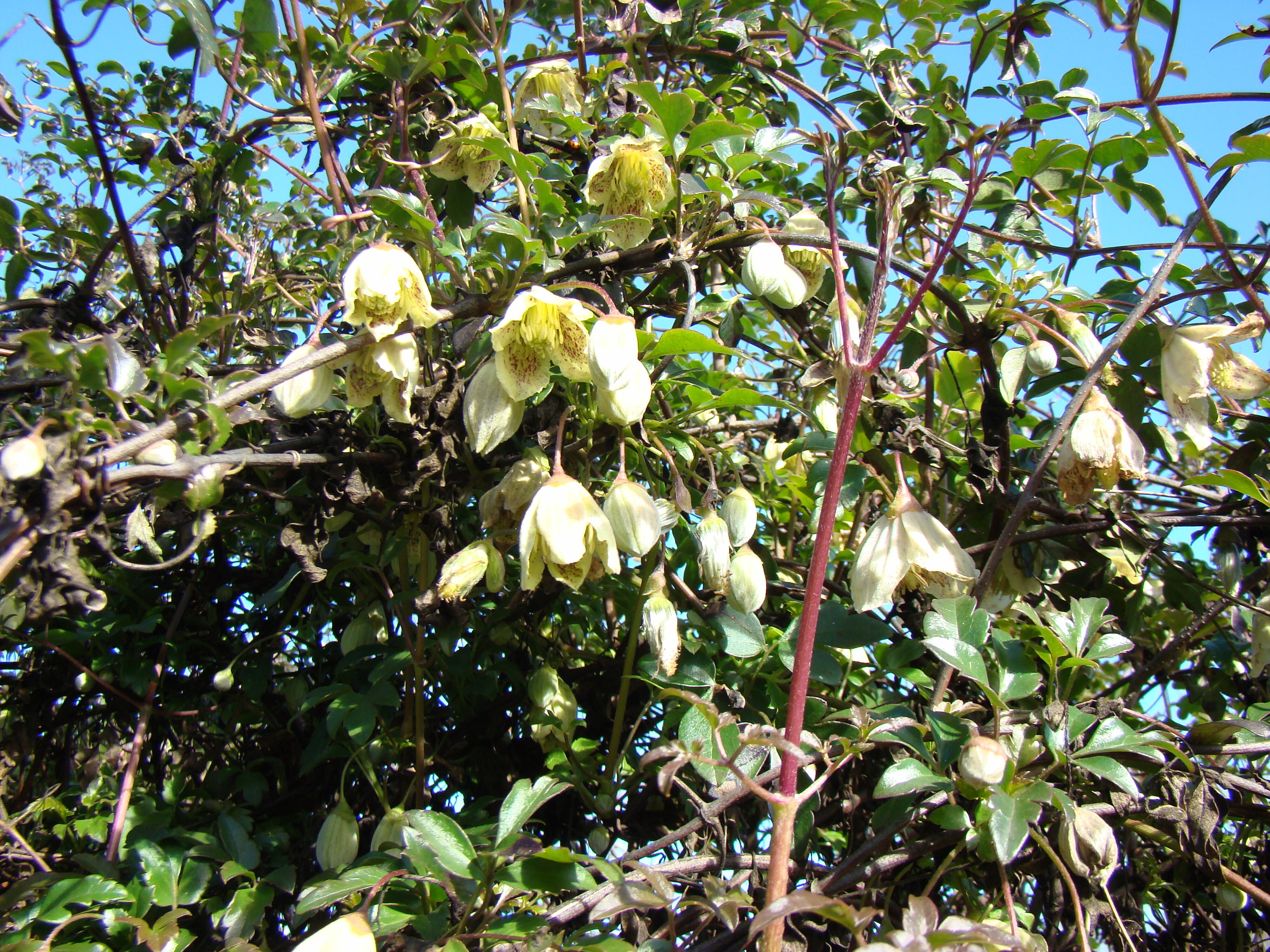 Clematis balearica