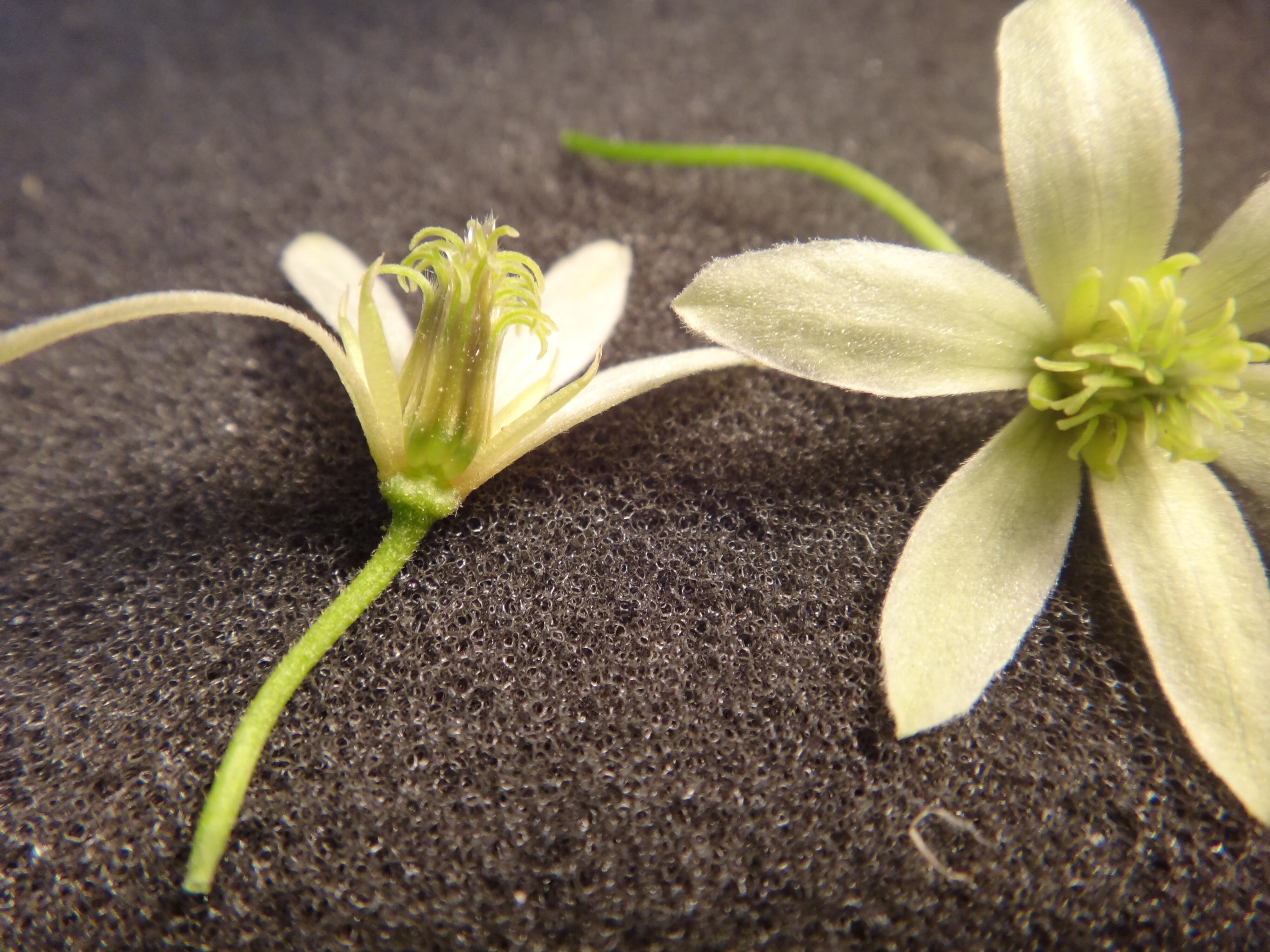 Clematis forsteri female