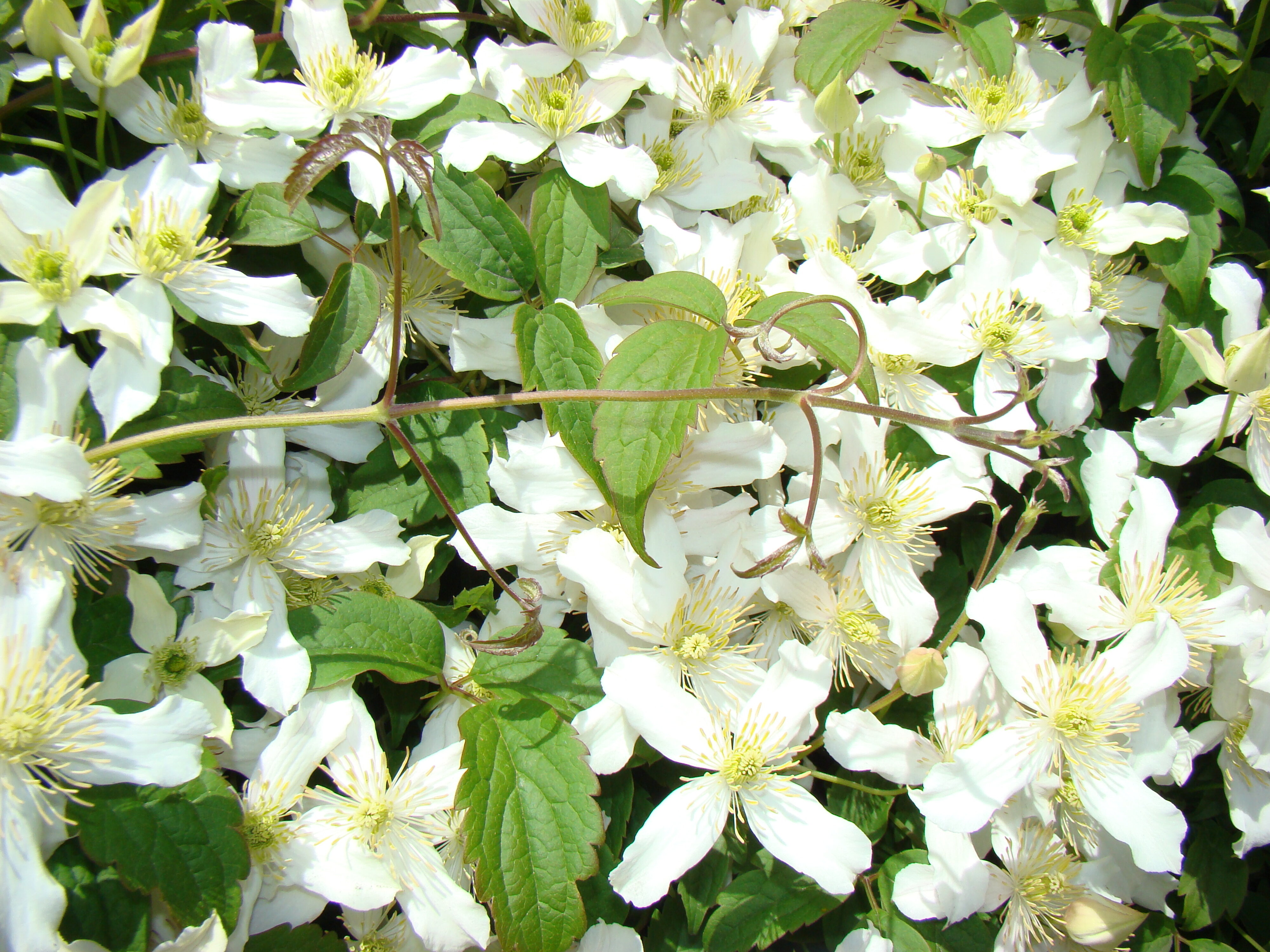 Clematis montana var wilsonii 1