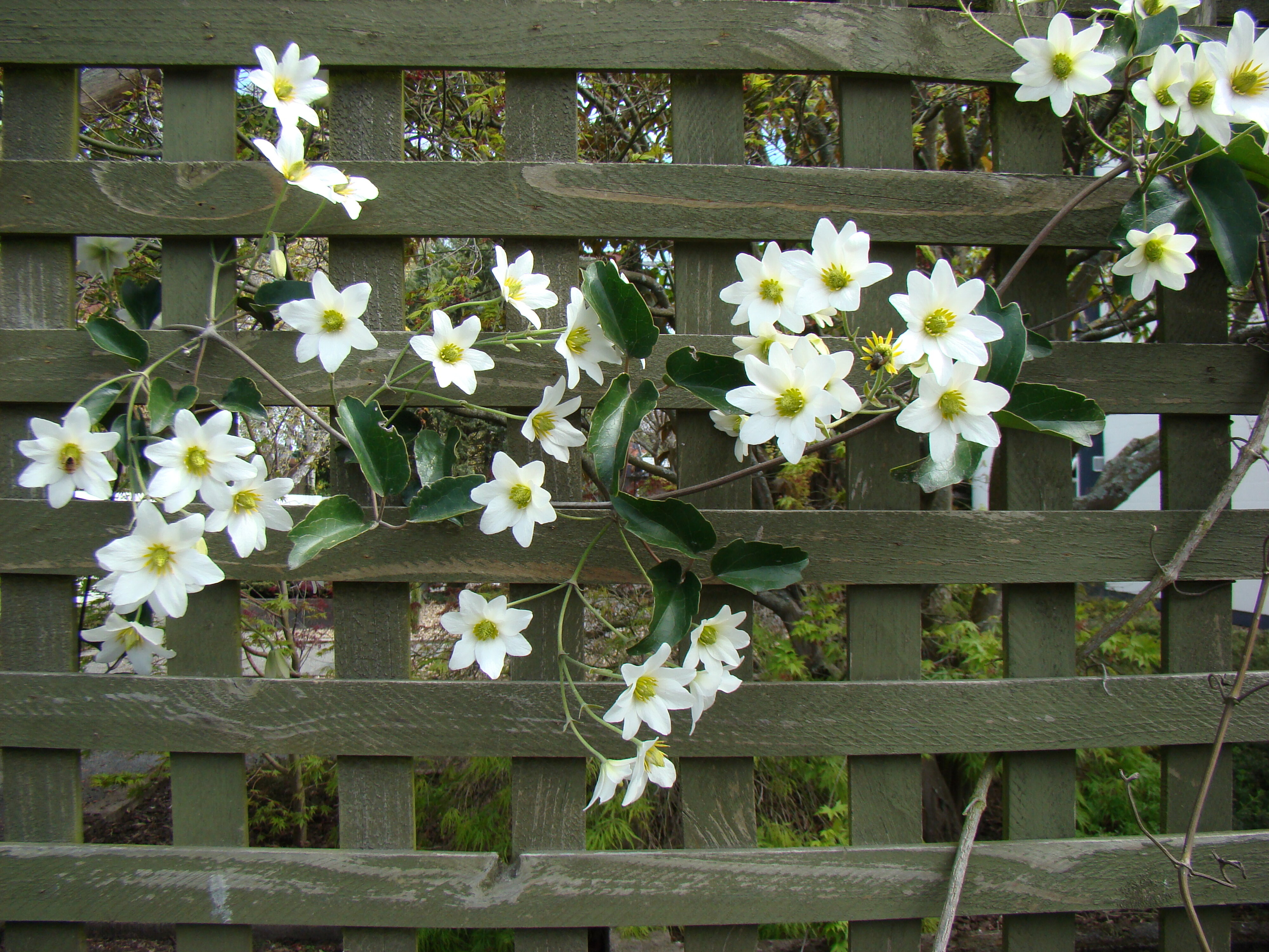 Clematis paniculata 1