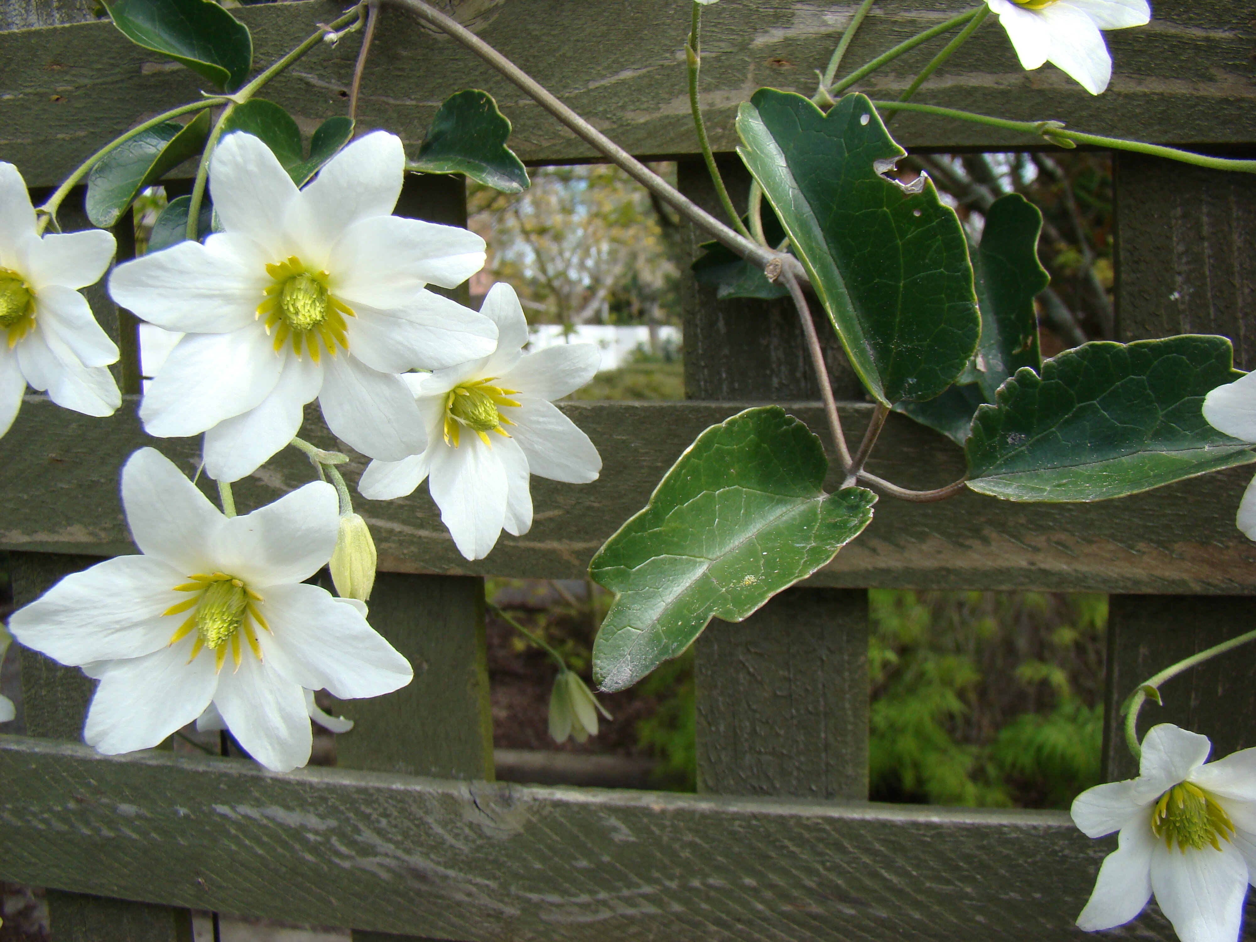 Clematis paniculata 2